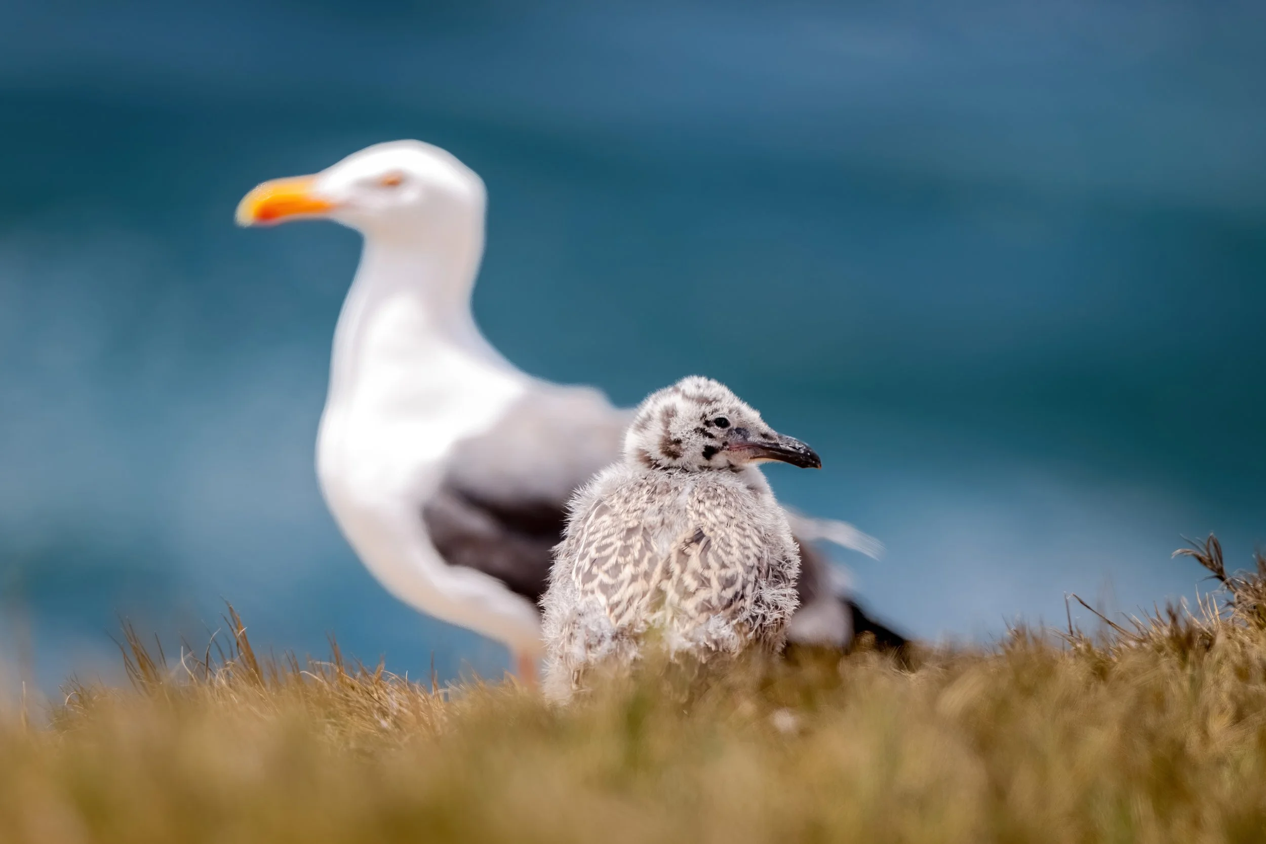 A close-up of a seagull chick with fluffy gray and white feathers, and an adult seagull behind it, standing on grass near a body of water with a blue sky.