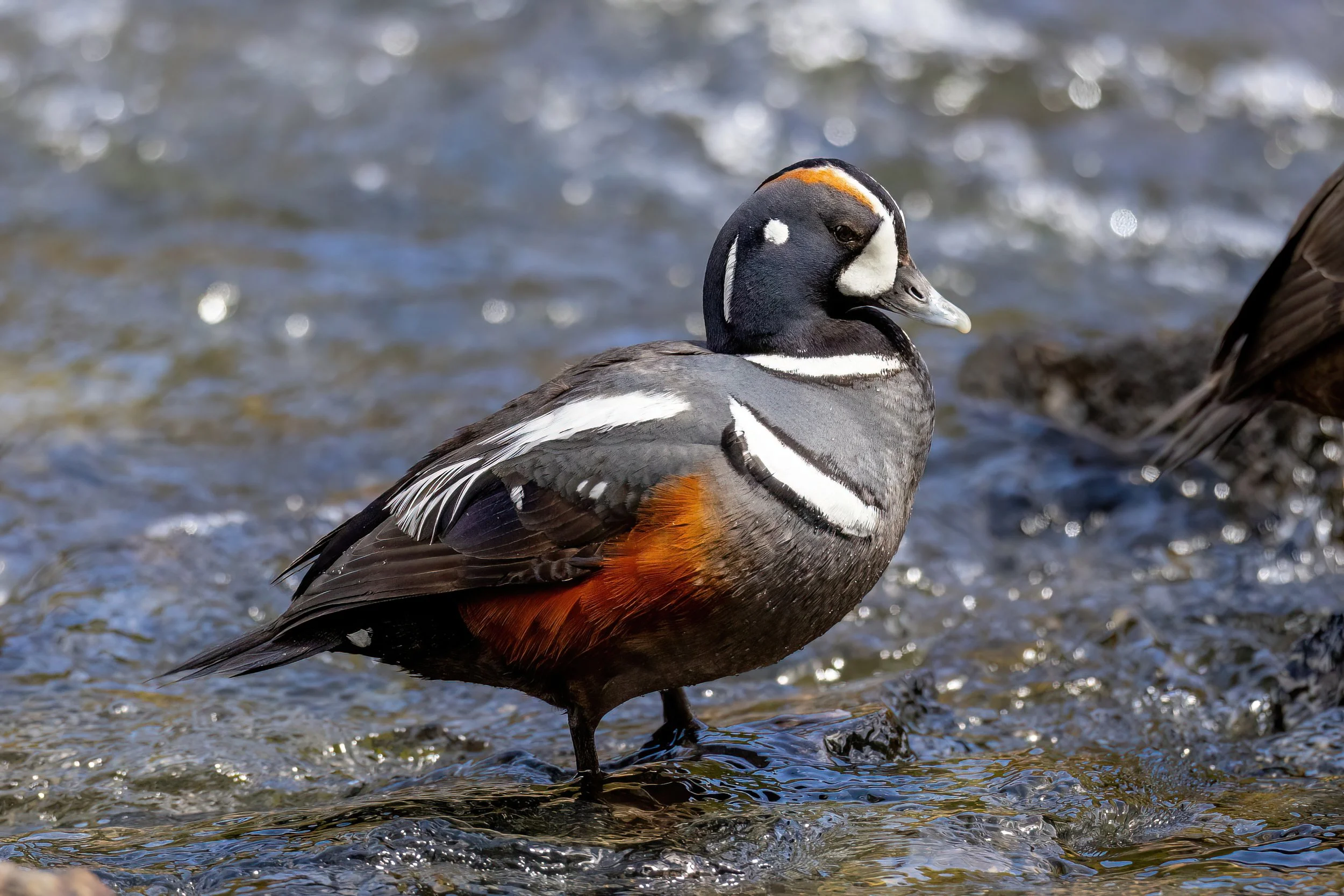 Close-up of a male Harlequin duck standing on rocky shoreline with water in the background.