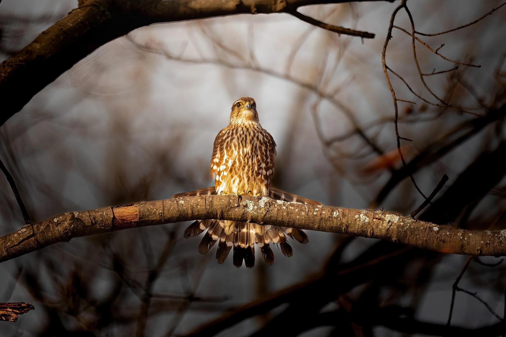 A bird of prey, perched on a branch, looking upward in a forested environment.