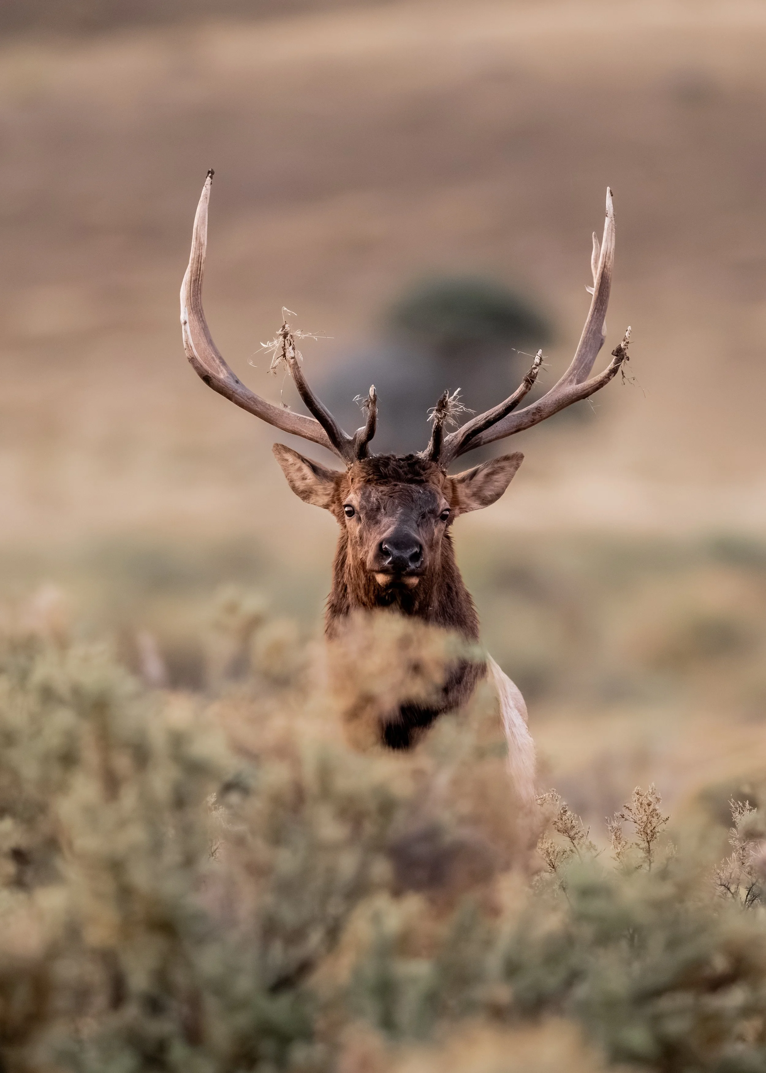 A deer with large antlers standing in a natural outdoor setting with blurred foreground foliage.