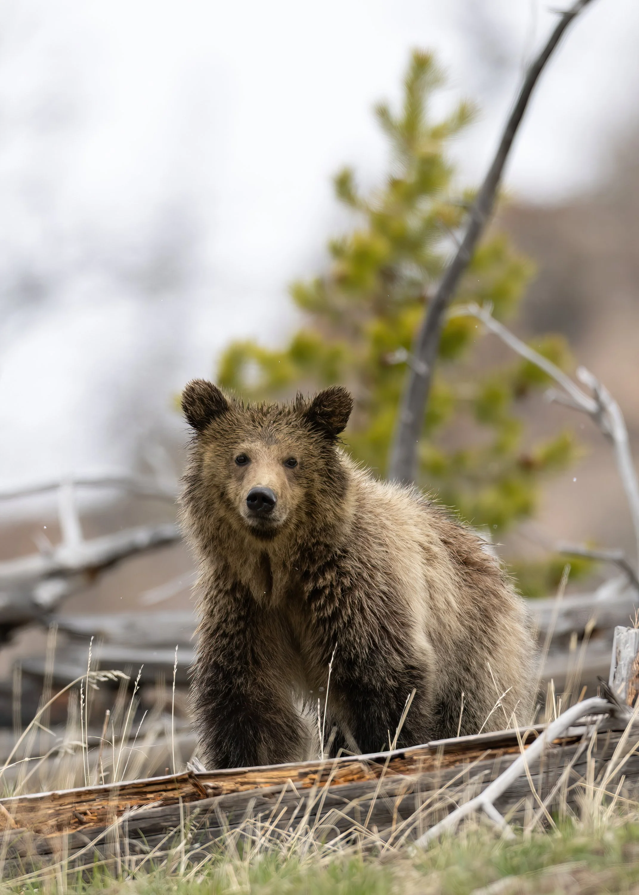 A bear cub standing on a forest floor with dry grass and fallen branches, with a blurred background of trees and sky.