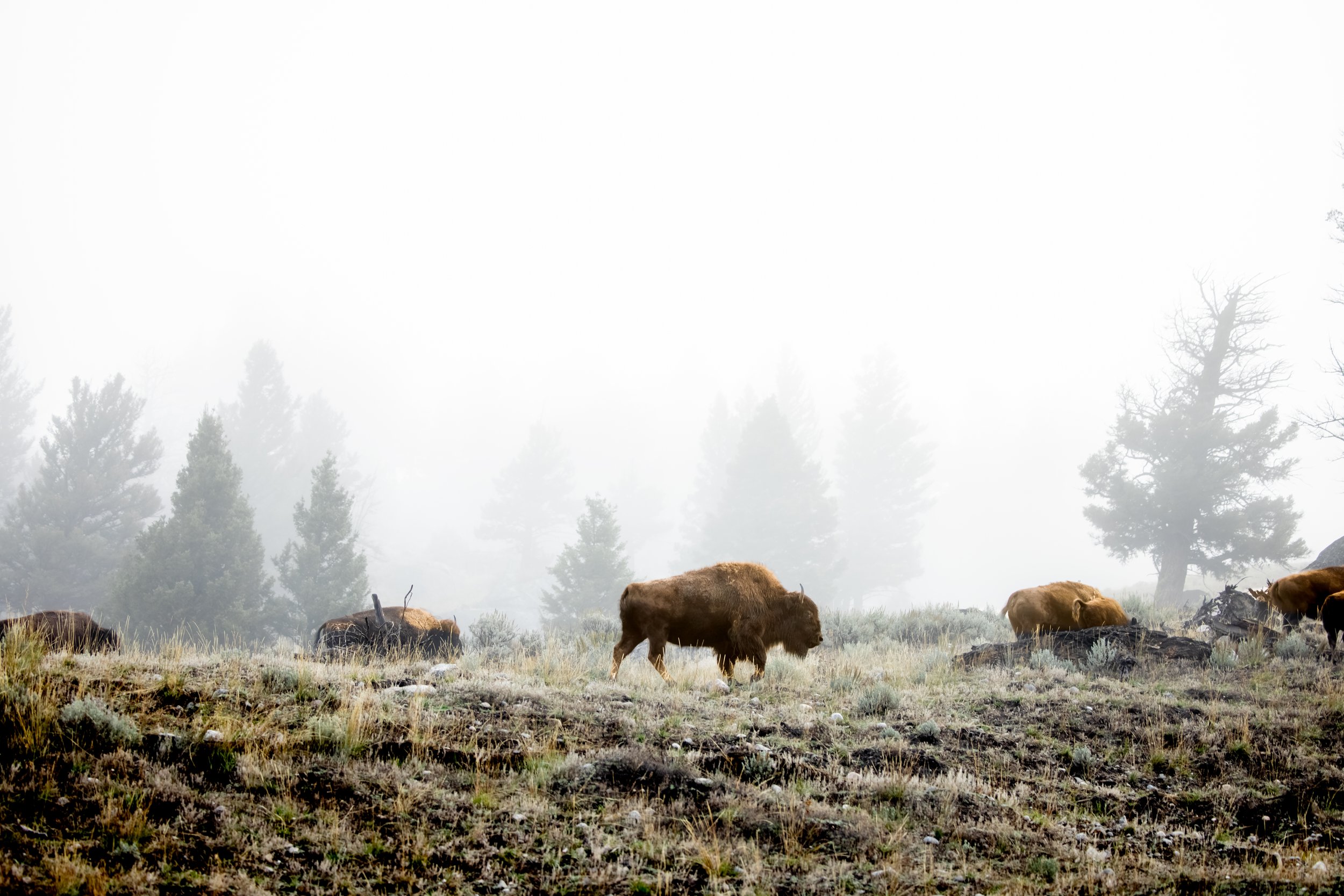 Group of bison grazing on grass in a misty forest clearing with tall trees in the background.