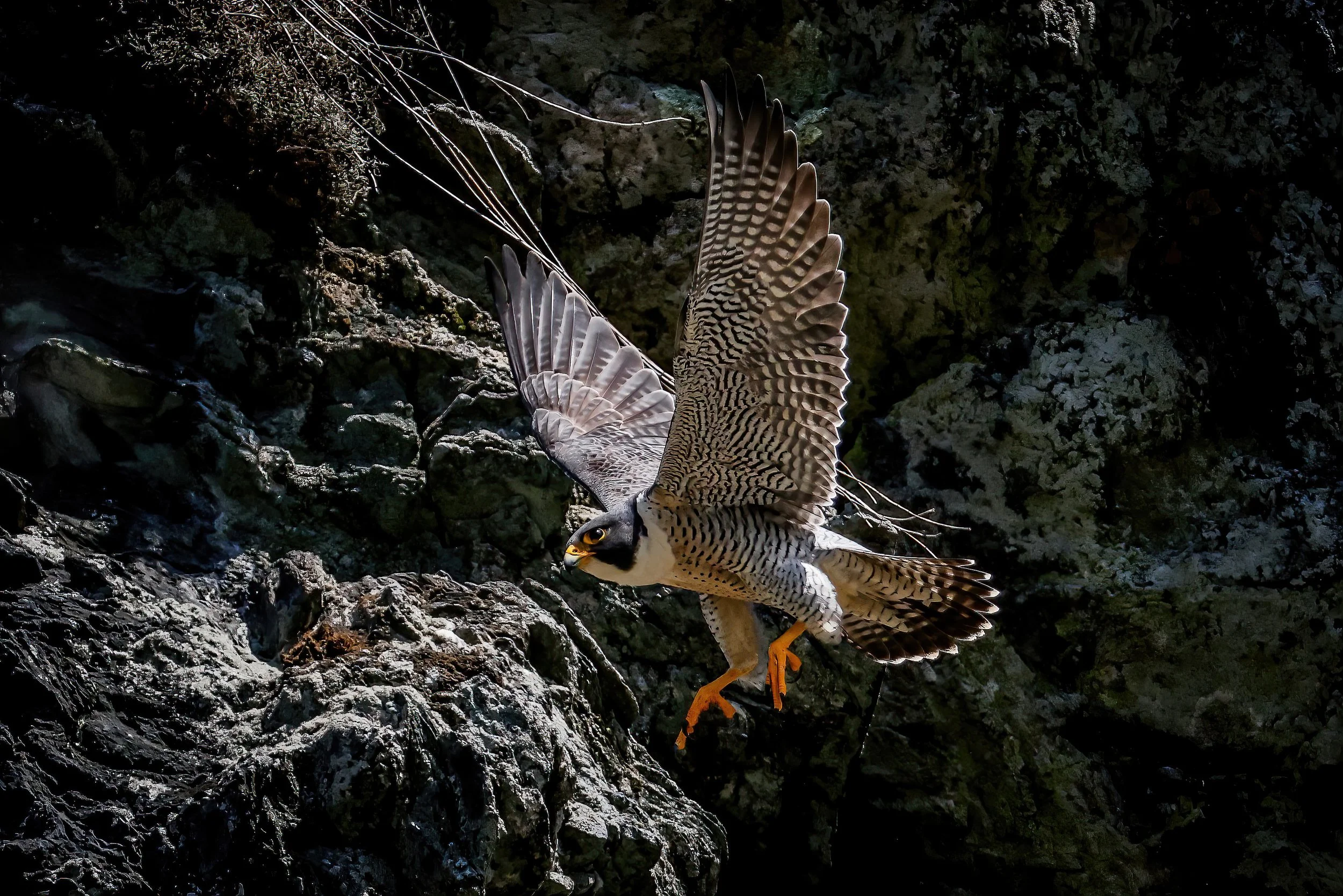 A bird of prey, likely a peregrine falcon, in mid-flight against a rocky, dark background, with its wings spread wide and its head turned downward.