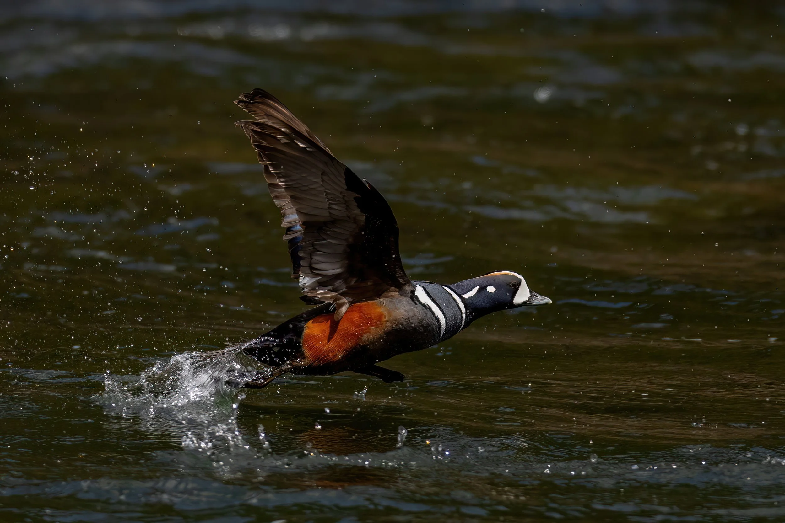 Duck with one wing raised in water.