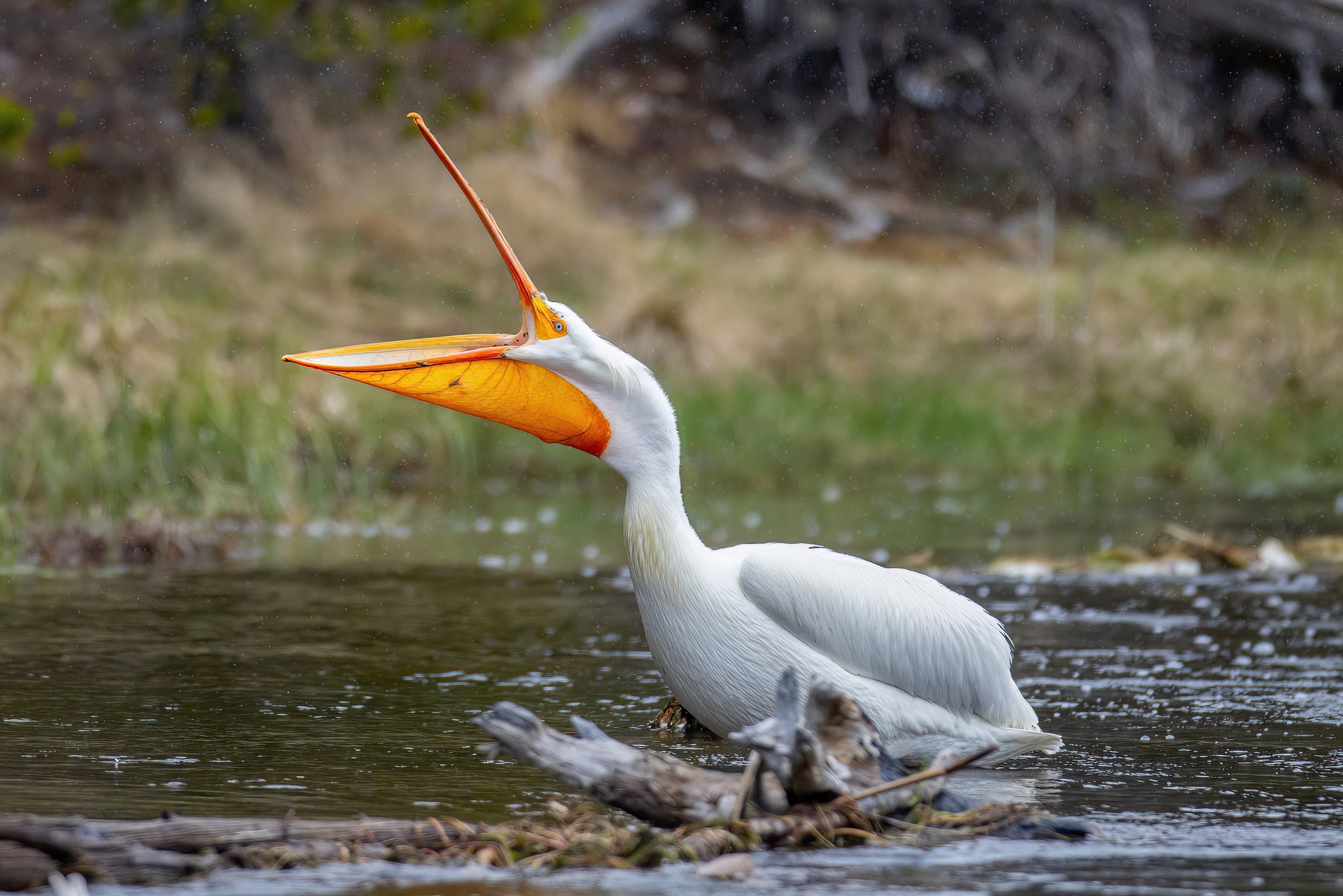 A close-up of a white pelican in a body of water with its long orange beak open and a yellow pouch visible, surrounded by a natural, outdoor environment.