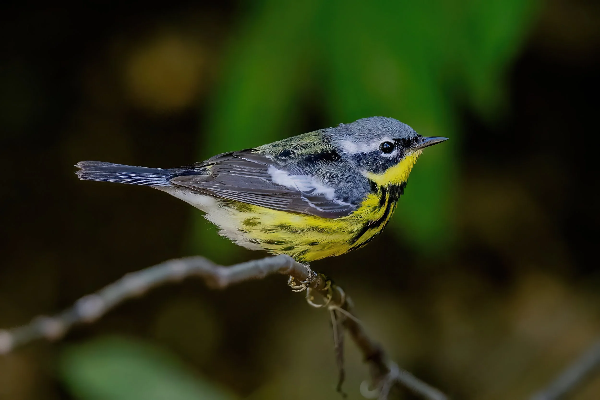 A small bird with yellow and black markings perched on a thin branch against a dark, blurred background.