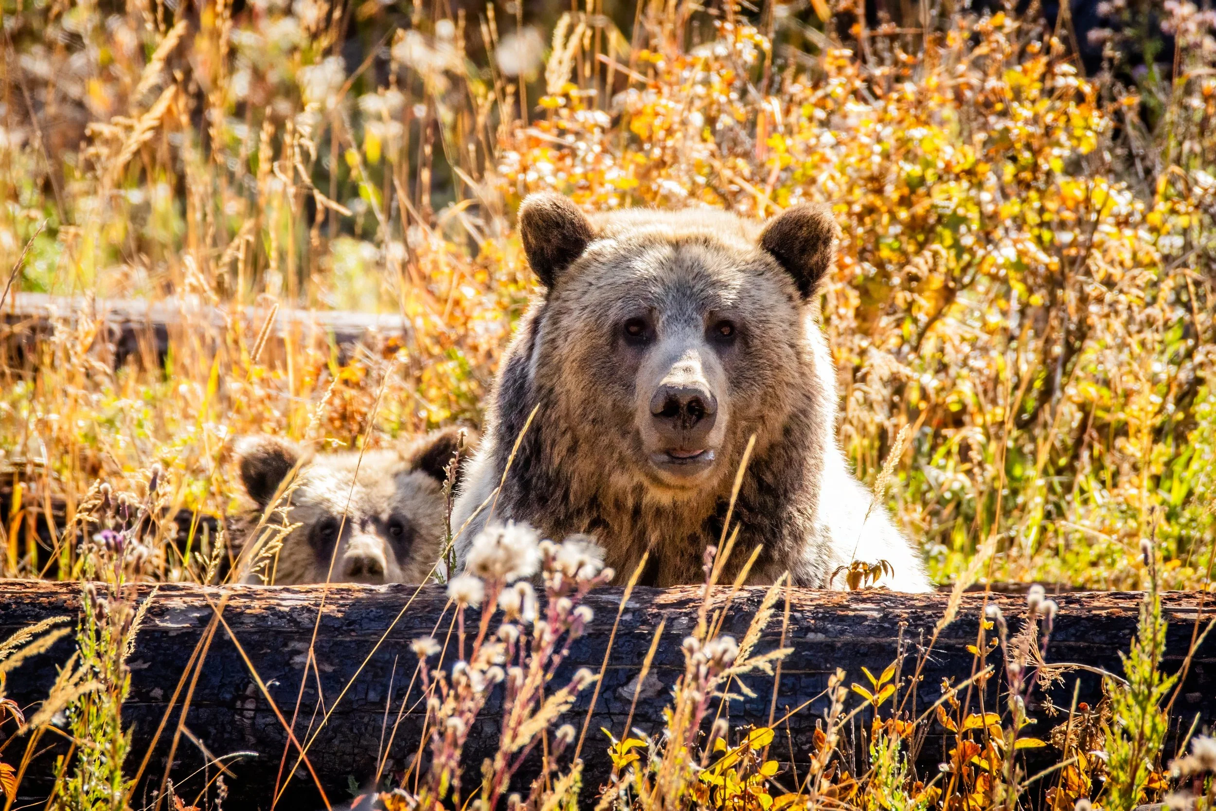 A bear and her two cubs resting in a grassy area surrounded by autumn-colored foliage.