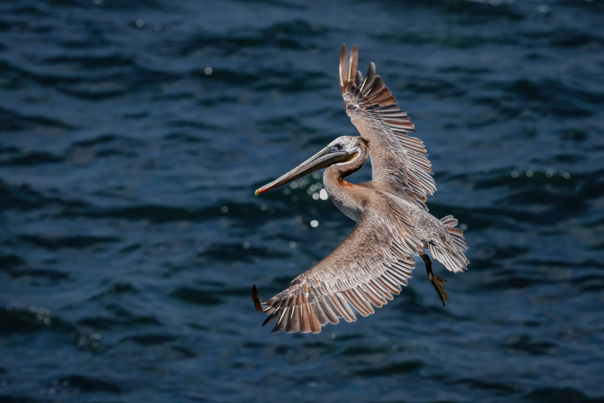 A brown pelican flying over dark ocean water with wings spread out.