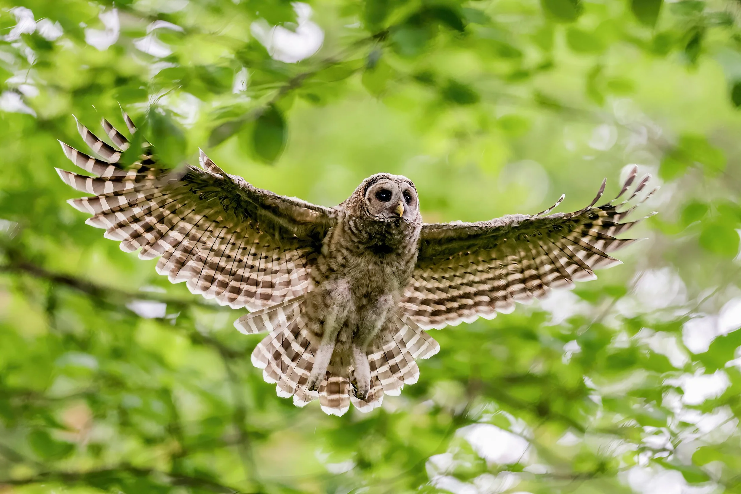 An owl flying through green leafy trees with its wings spread wide.