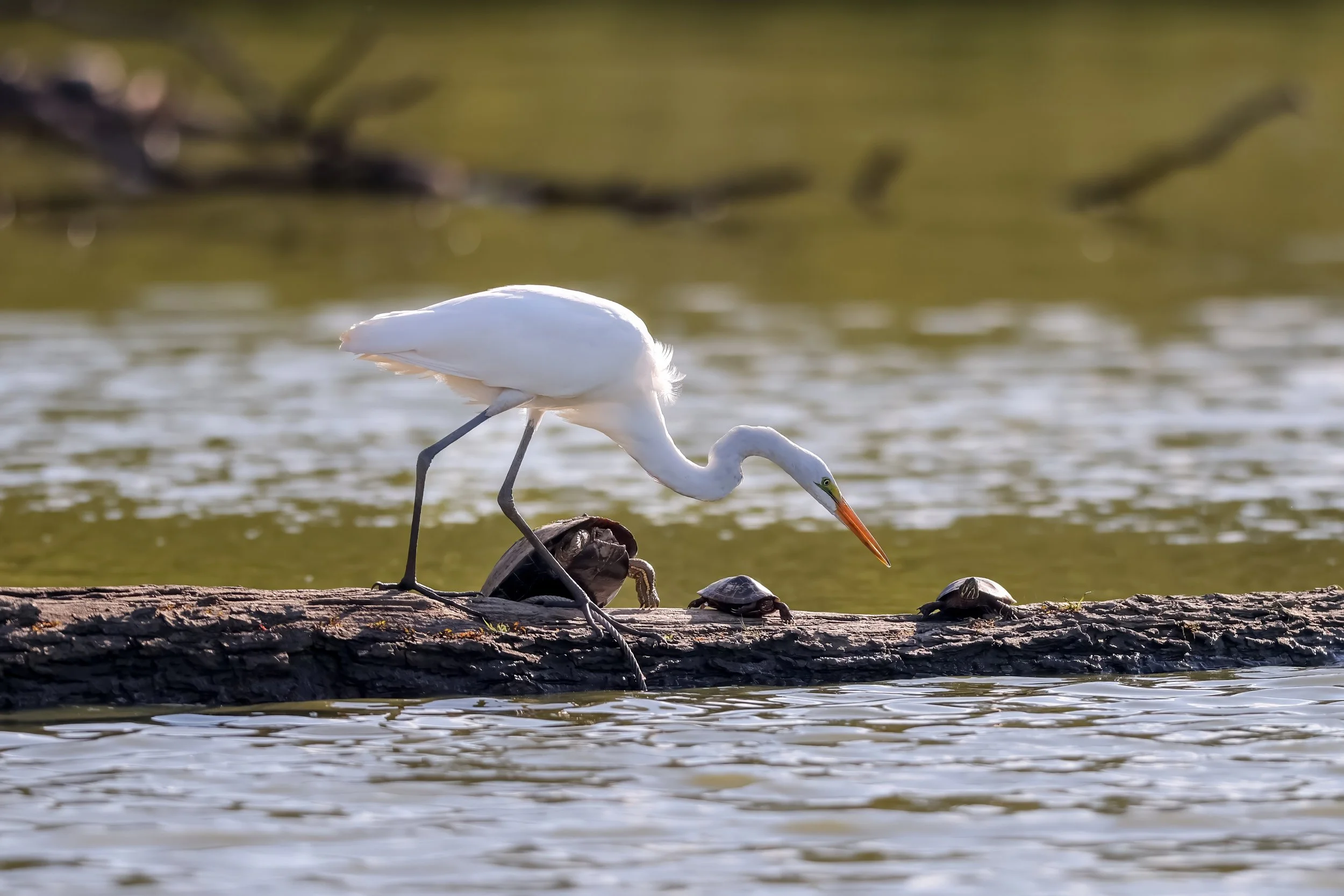 A white heron stands on a log in a body of water, pecking at a turtle with a long beak.