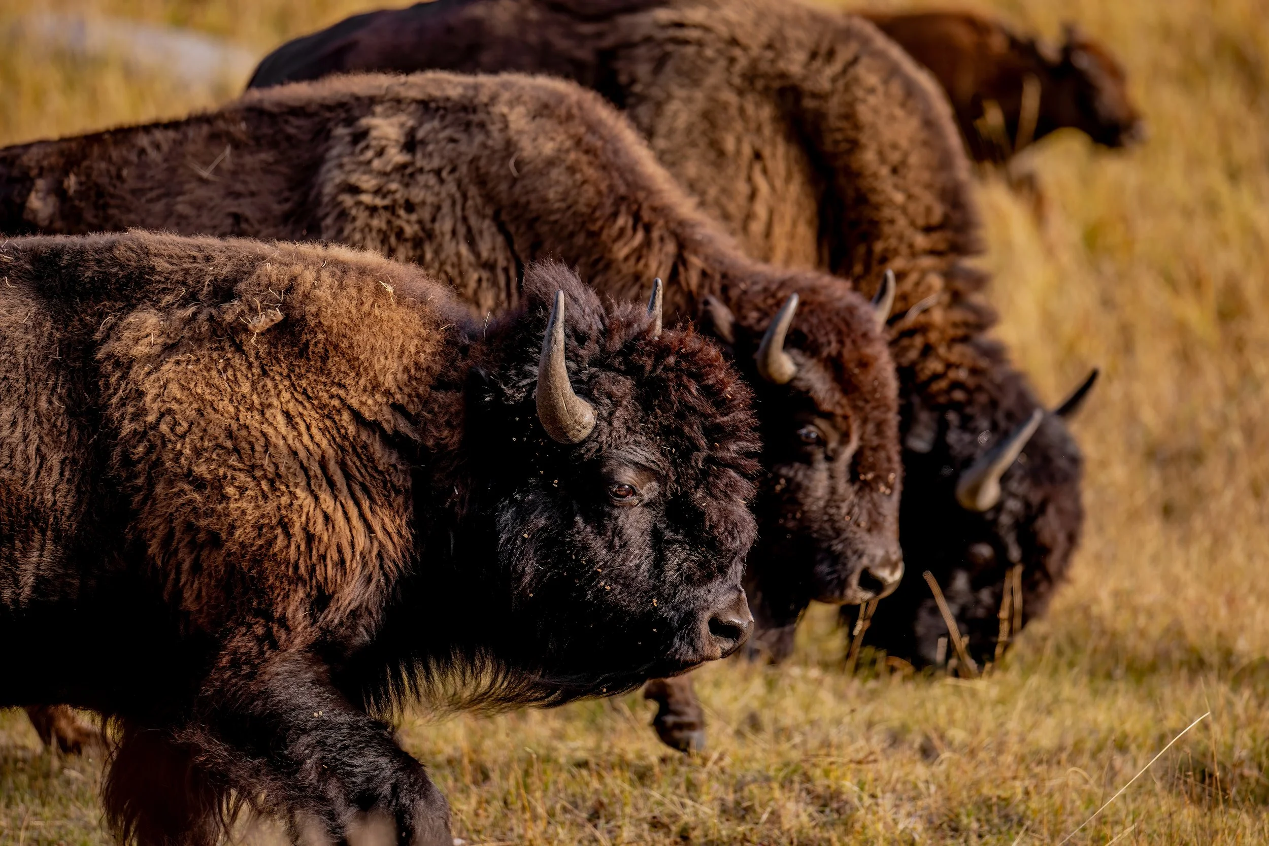 A line of bison grazing on grass in a field during daytime.