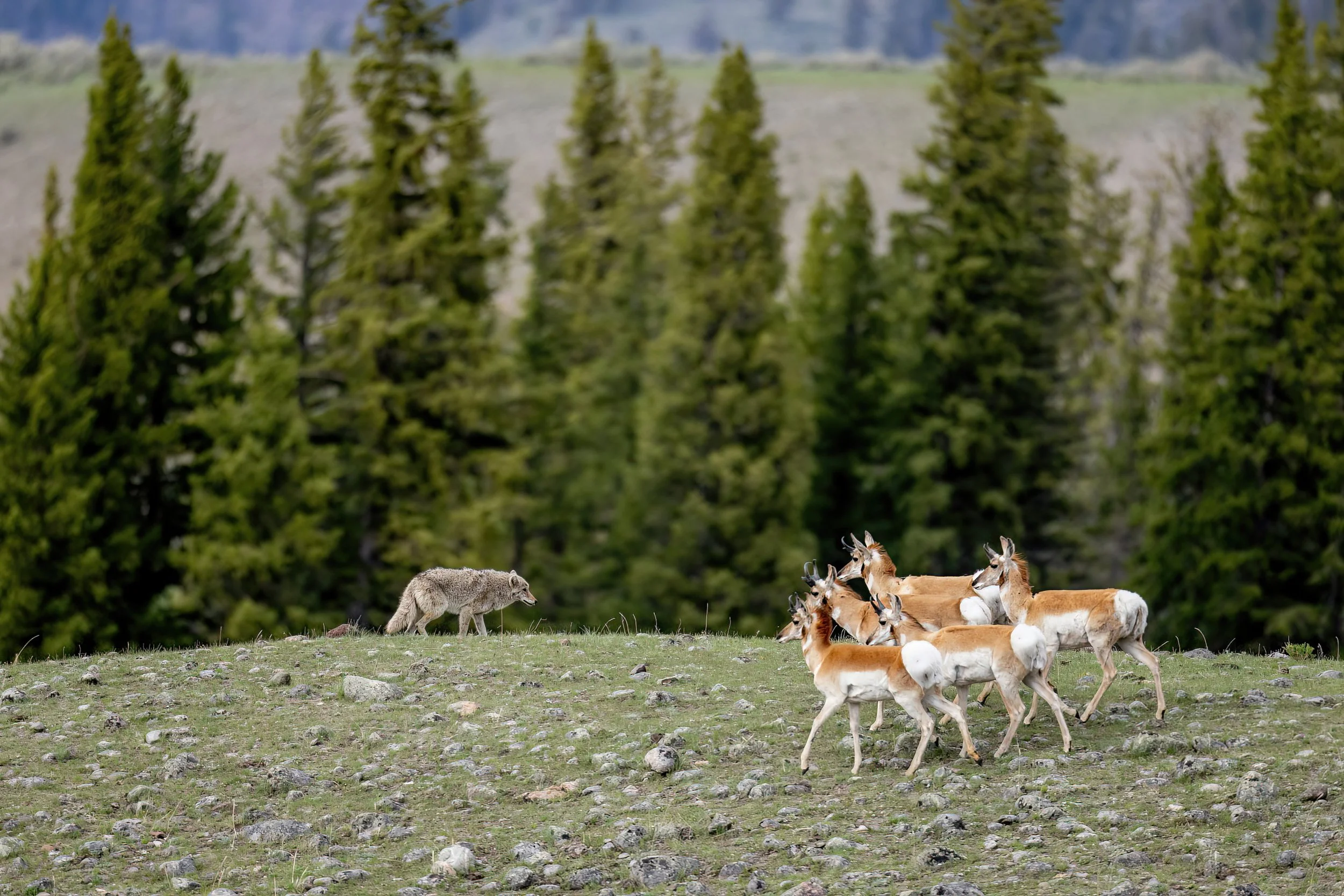 A group of pronghorn antelope running across a grassy field with a mountain lion approaching nearby, with dense green trees and mountains in the background.