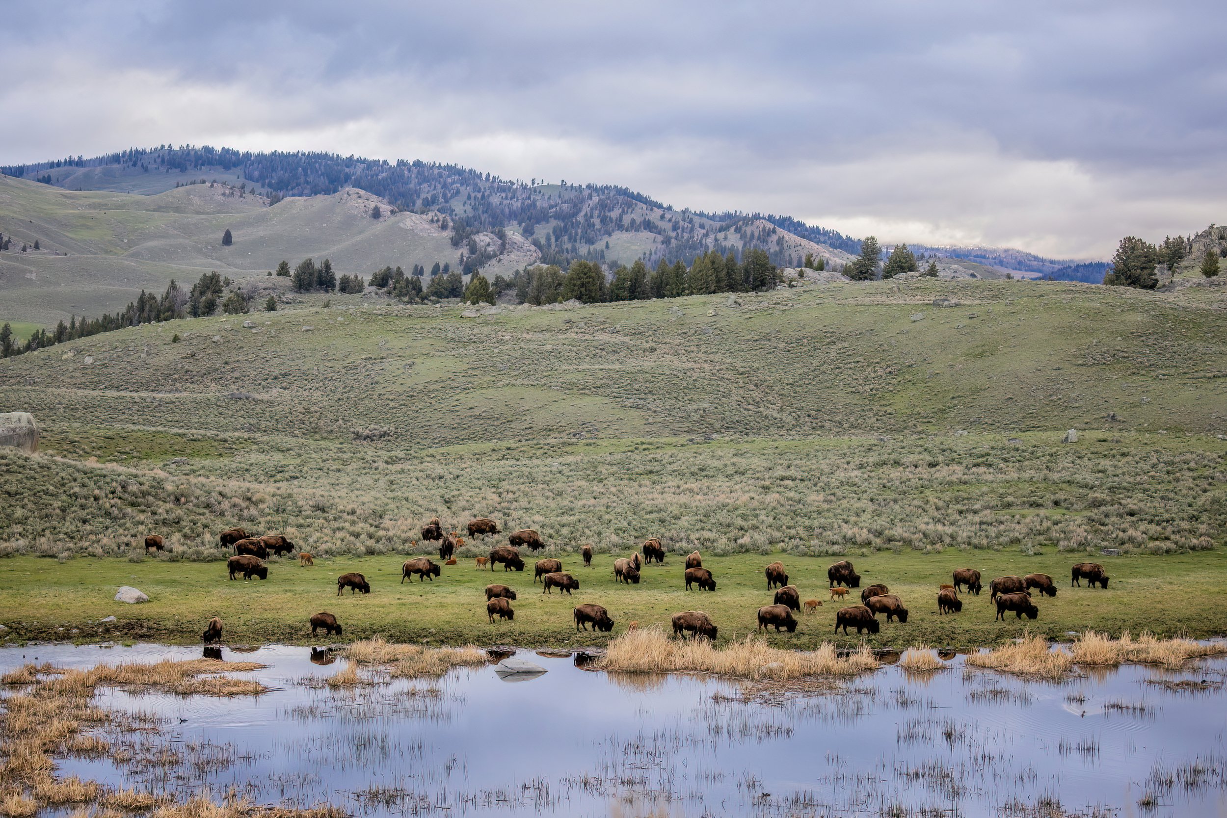 A herd of bison grazing near a water body with rolling hills and trees in the background under cloudy skies.