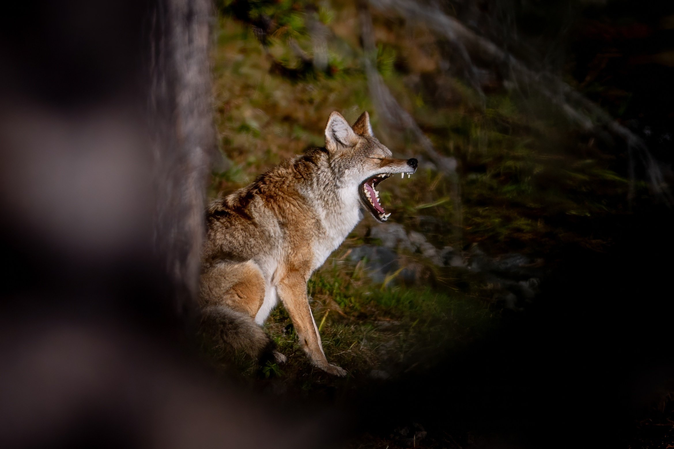 A coyote licking its lips while sitting on the ground in a forested area, partially obscured by a shadow or blurred foreground.