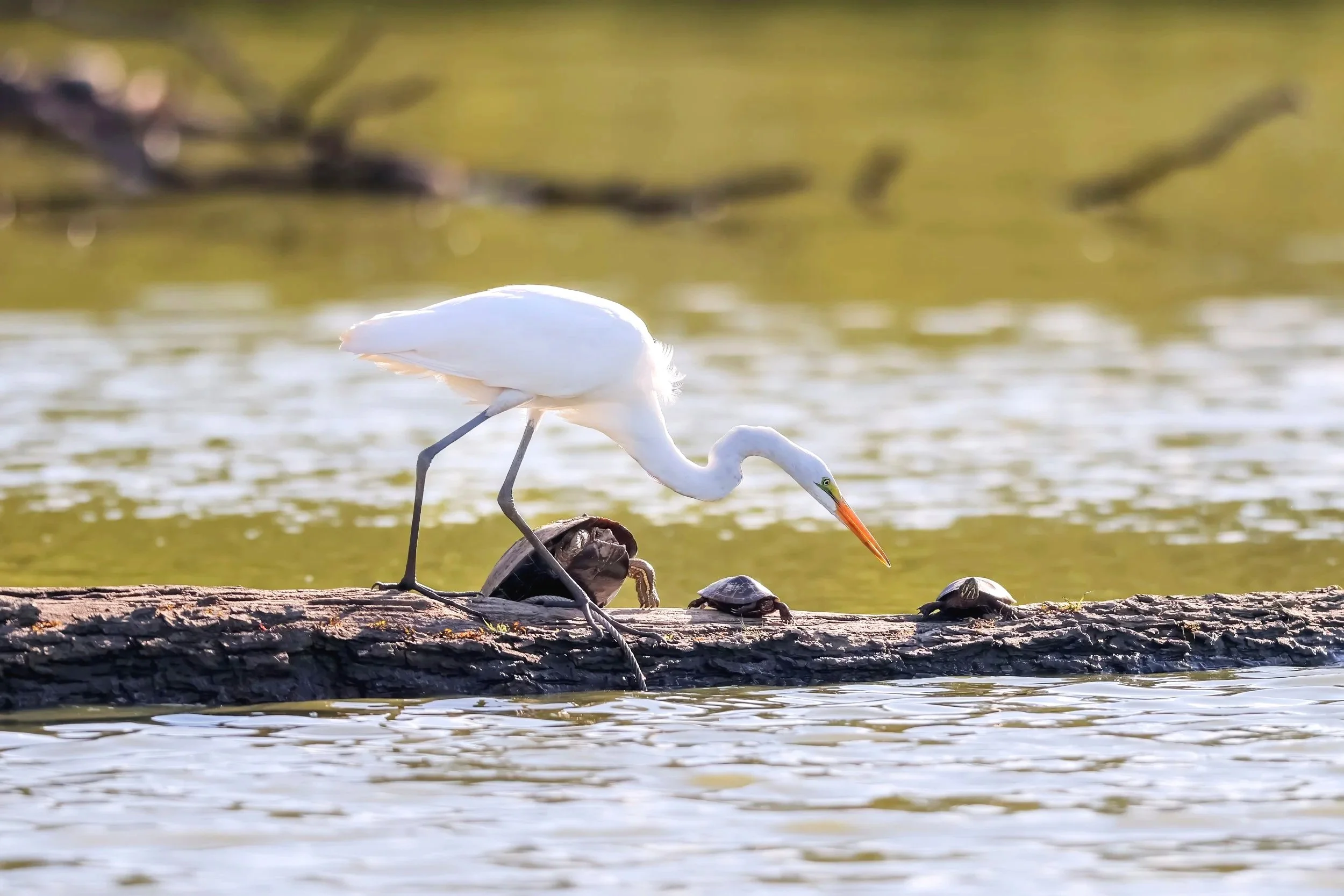 A white bird with a long orange beak, likely a heron or egret, standing on a log in a body of water, surrounded by small turtles on the log, with a blurred green background.