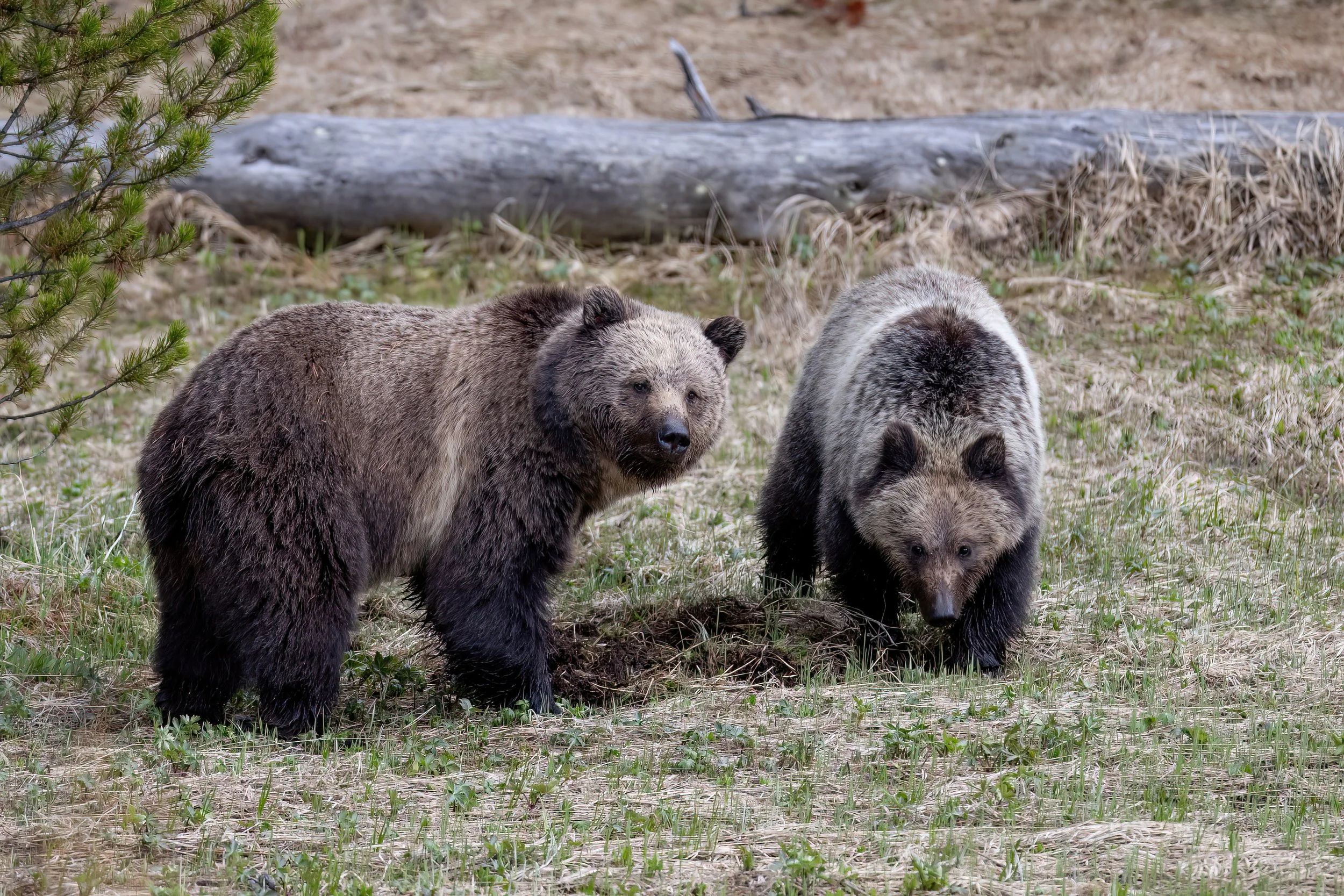 Two adult bears foraging on grassy ground in a forested area with a fallen log in the background.