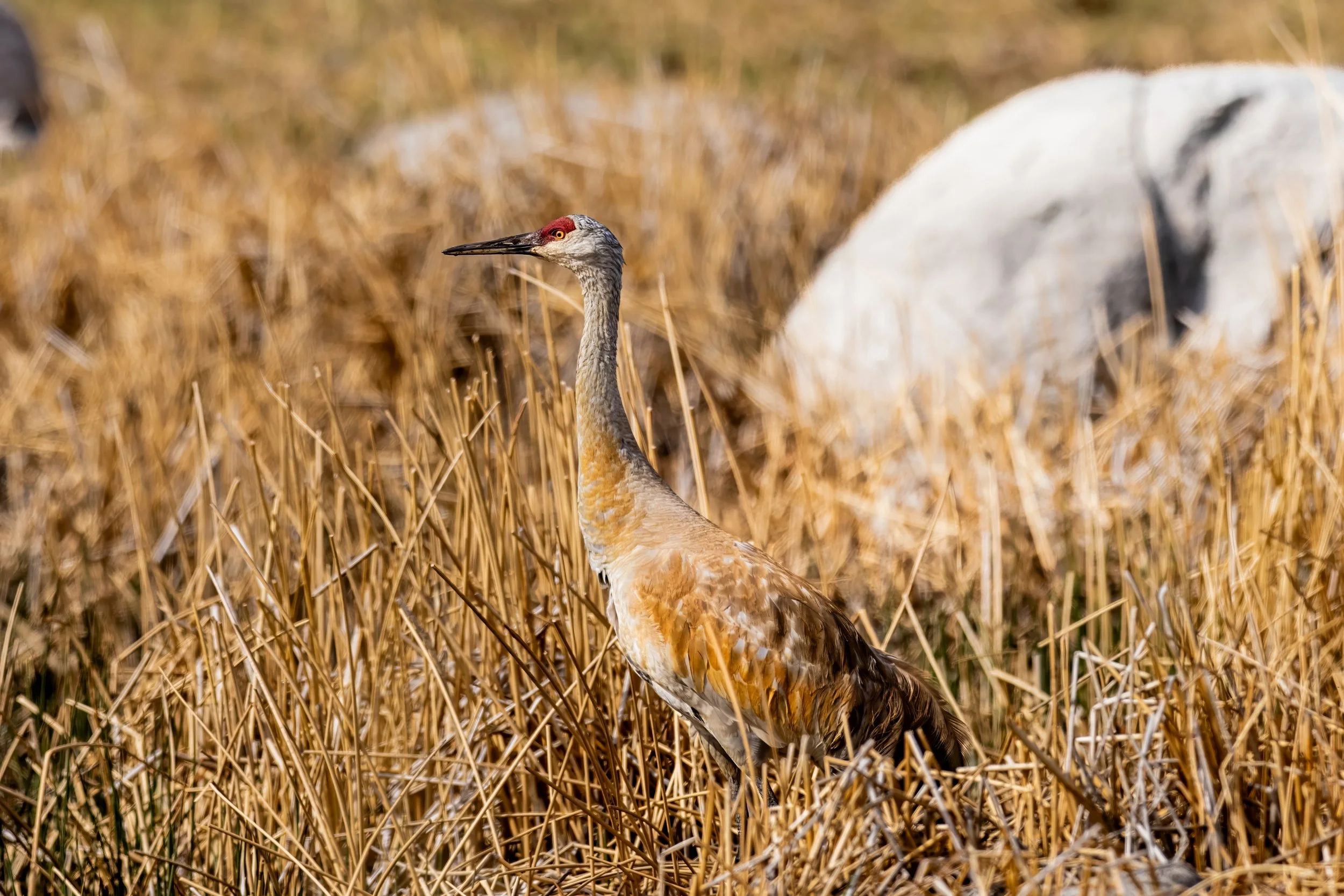 A sandhill crane standing in tall, dry golden grass with a blurred background.