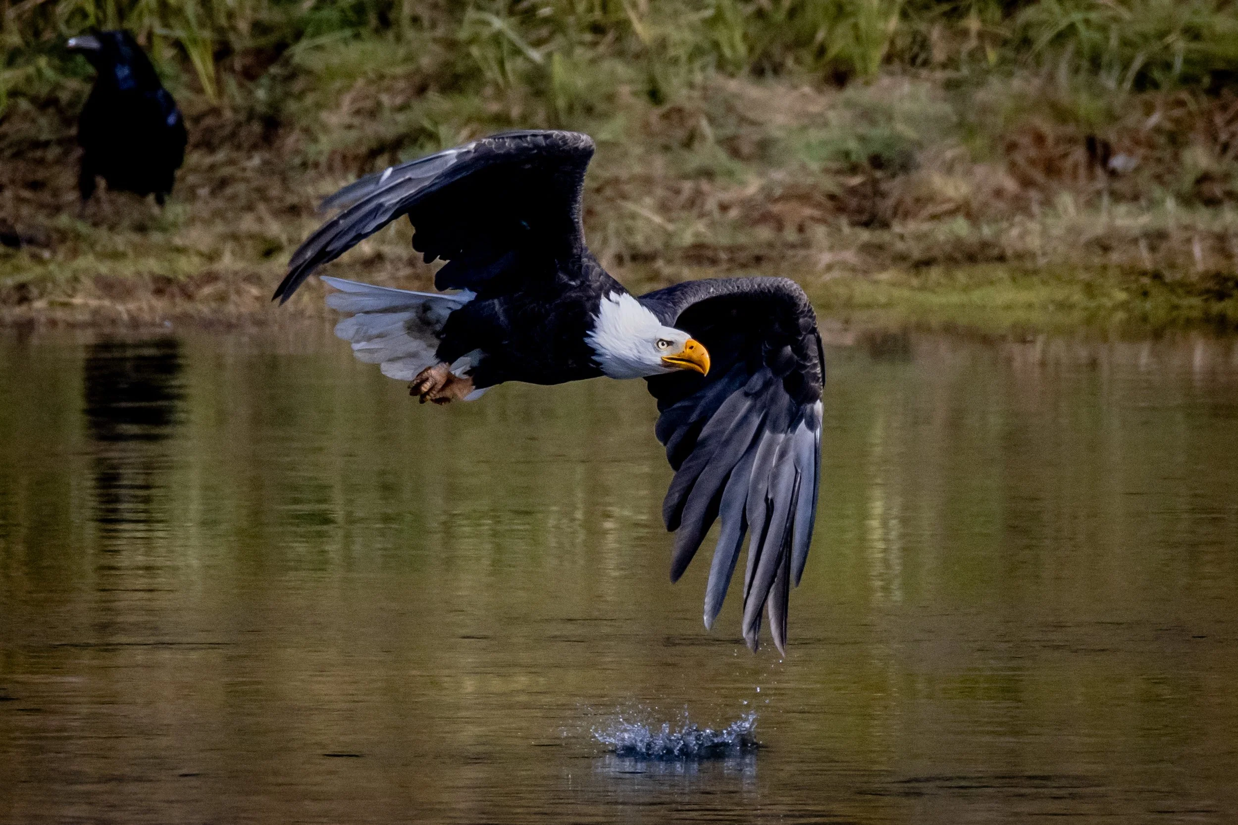 A bald eagle flying over a body of water with a second eagle in the background on the shoreline.