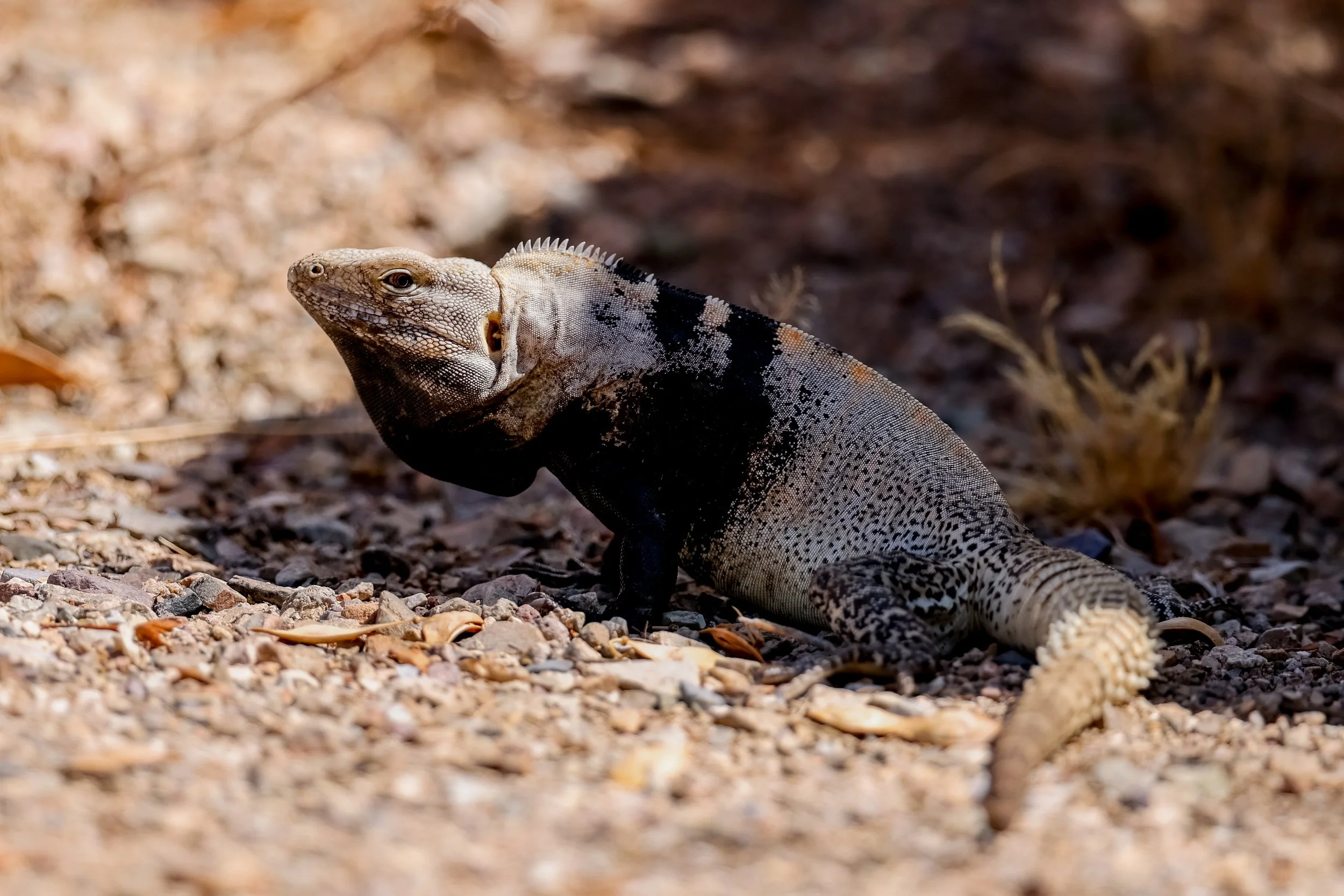 A large white and black lizard with textured skin and a row of spines along its back, sitting on a gravelly ground.