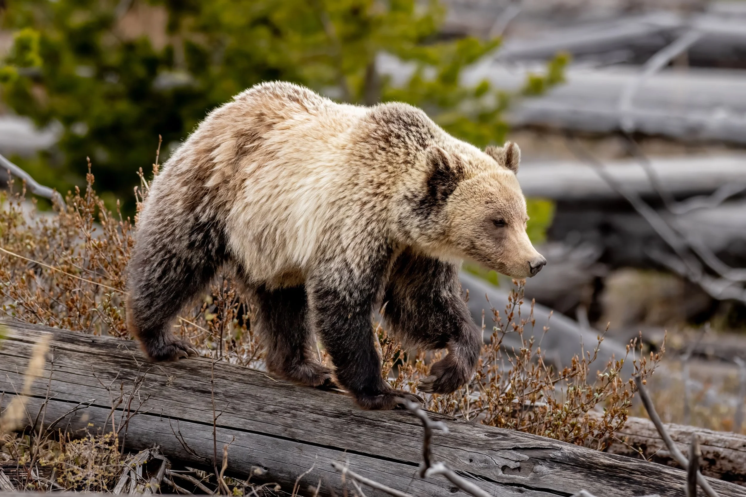 A brown bear walking on logs and dried vegetation outdoors with green foliage and blurred background.