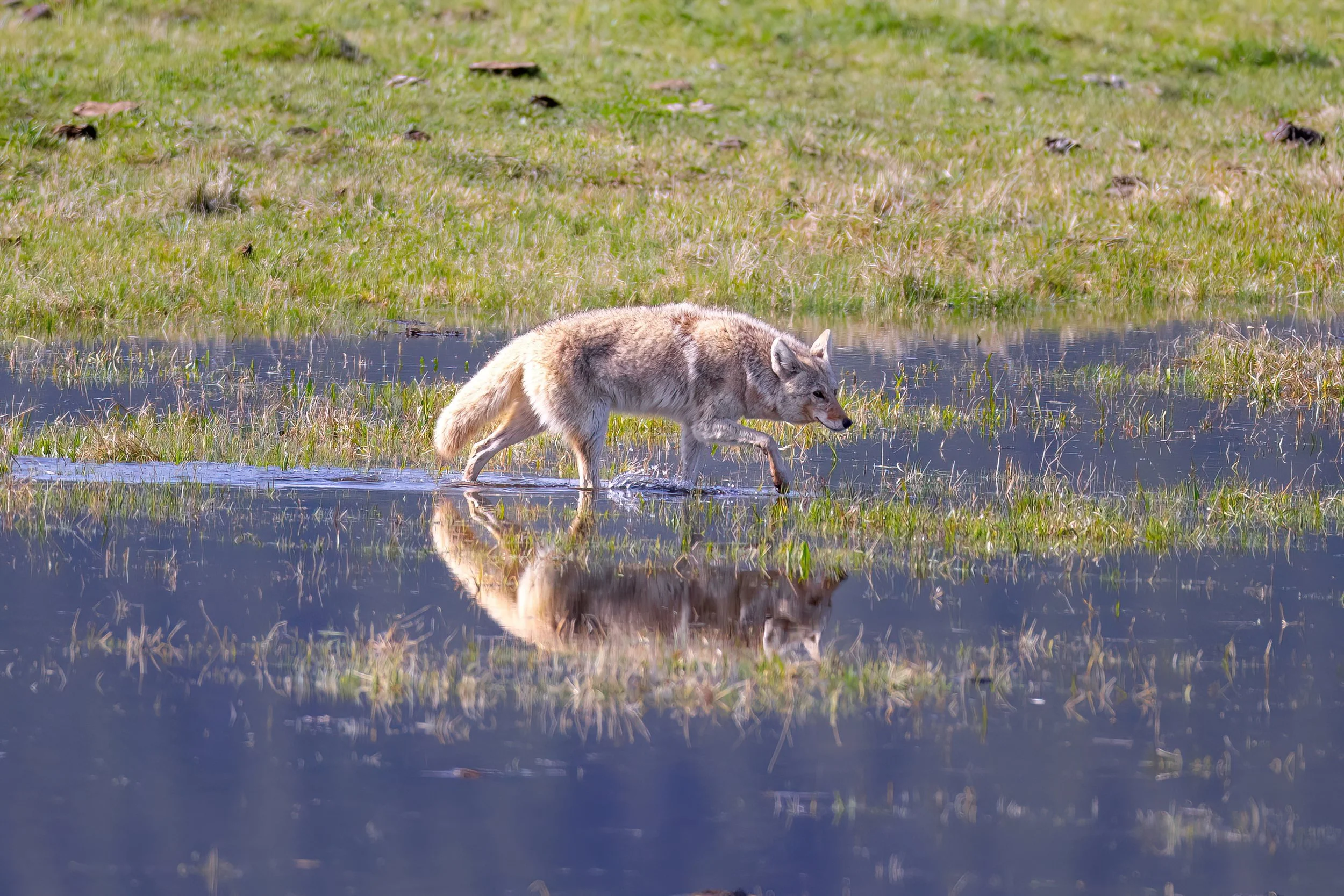 A wolf walking through a shallow pond with grass and plants surrounding it.