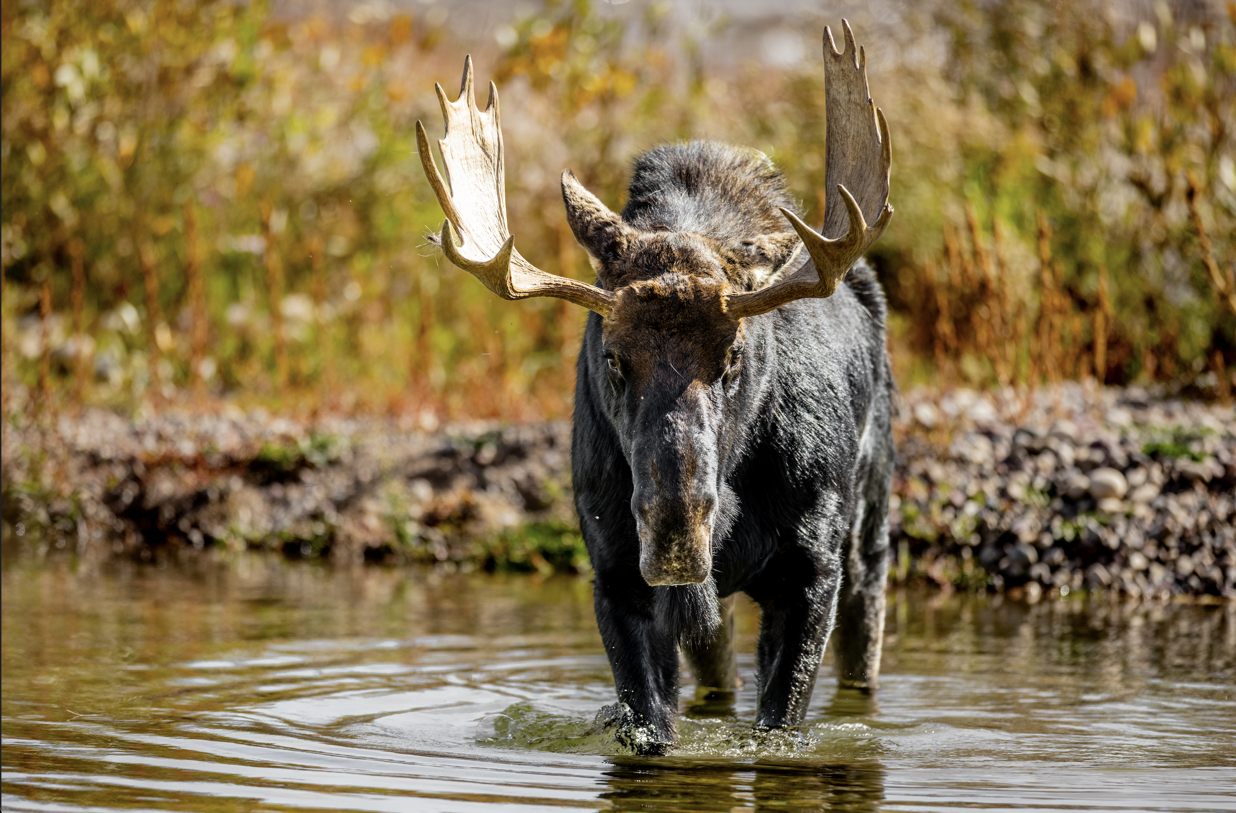 A moose walking through a shallow stream with autumn trees in the background.