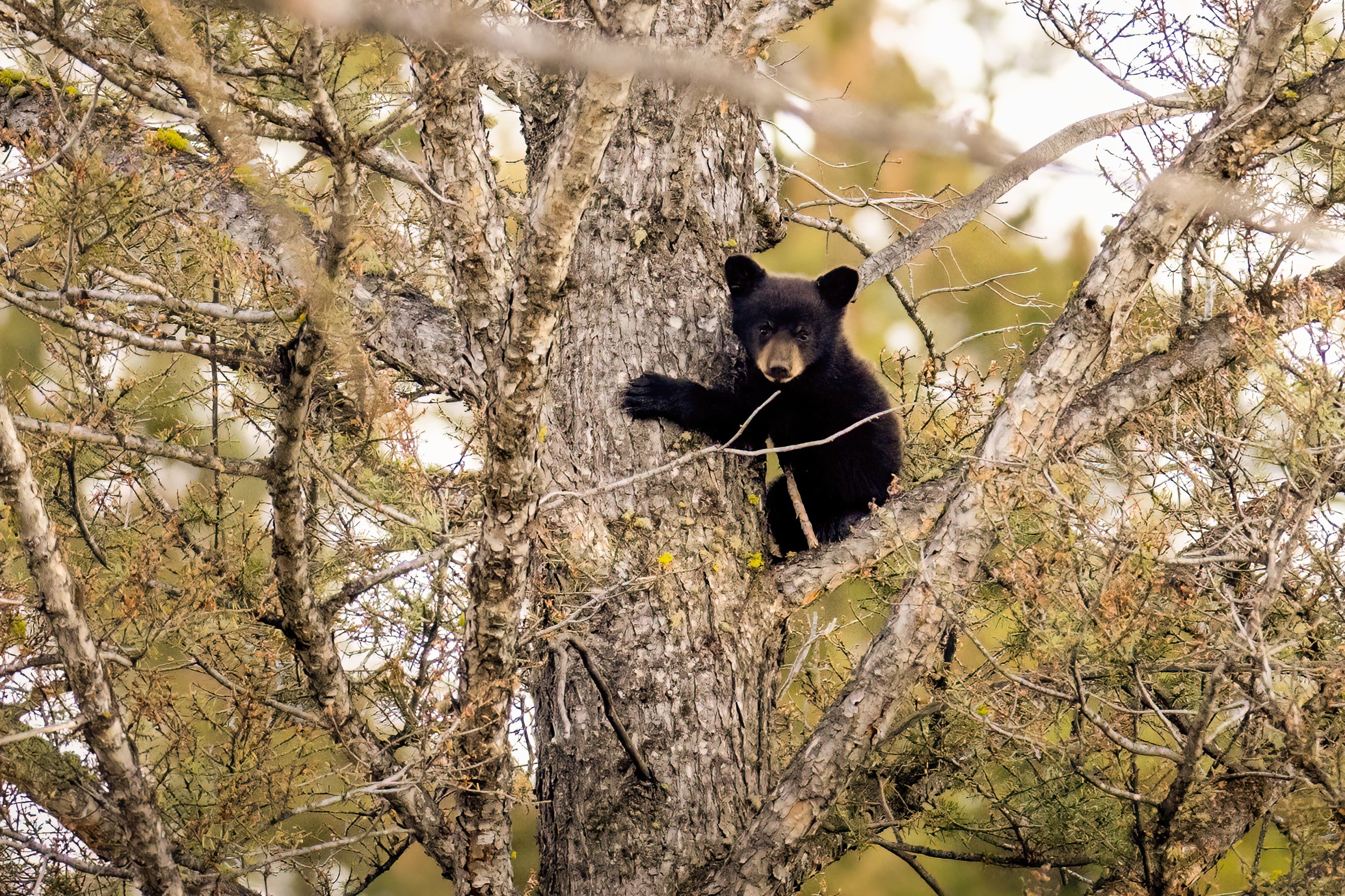 A black bear cub climbing a tall tree with textured bark and sparse foliage, with the background featuring a blurred natural setting.