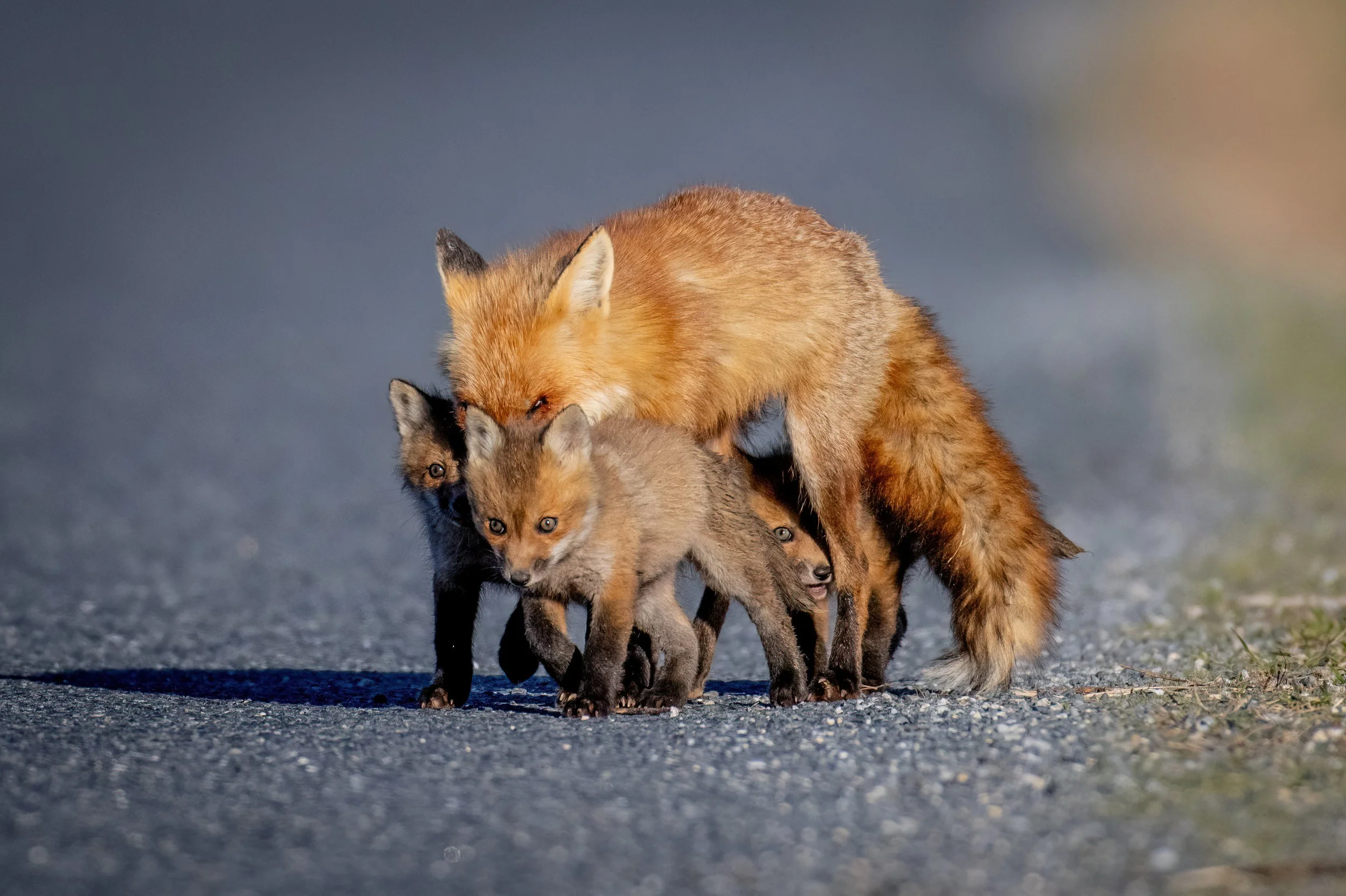 A red fox mother walking with her two young pups along a gravel road in a natural outdoor setting.