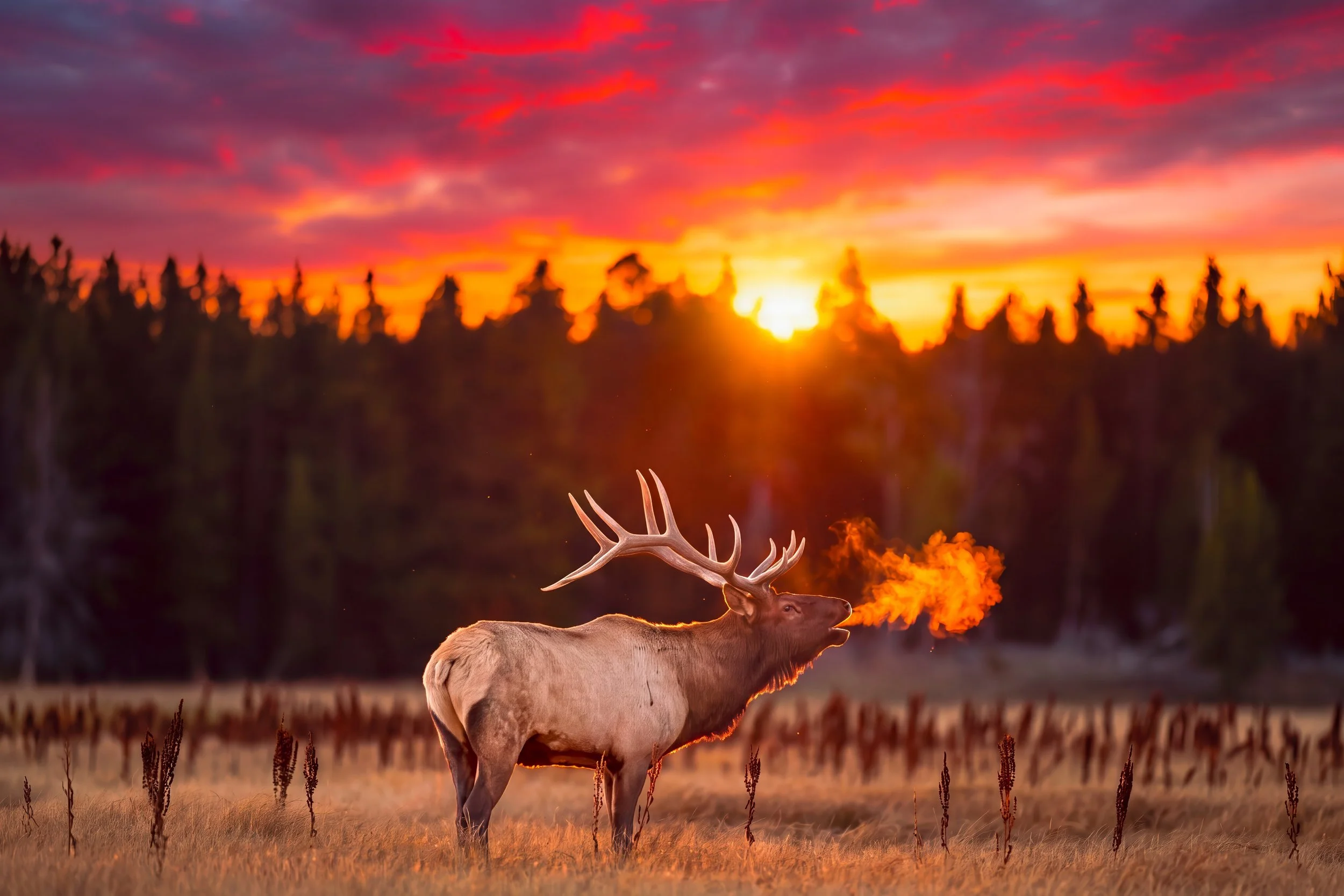 A deer with large antlers standing in a field during sunset, with the sky filled with colorful clouds and a smoky background.