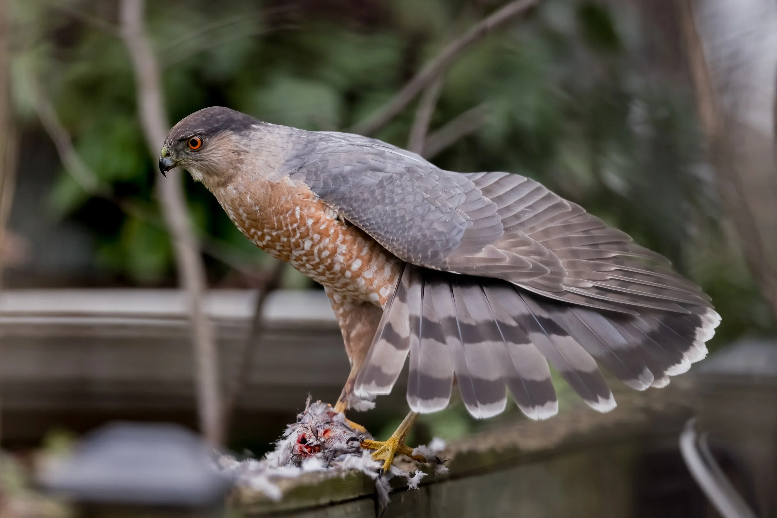 A bird of prey, possibly a hawk, is perched on a branch, feeding on a small animal or bird. The bird has a sharp beak, orange eyes, and gray and brown feathers with white spots on its chest.