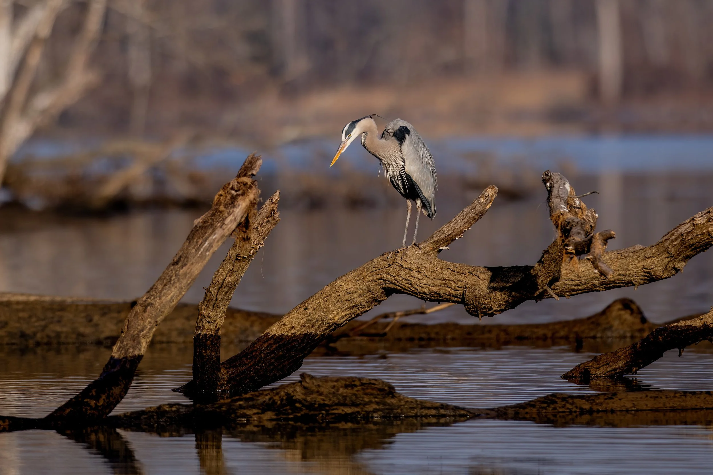 A heron standing on a fallen tree branch in a body of water, with a blurred background of trees and water.