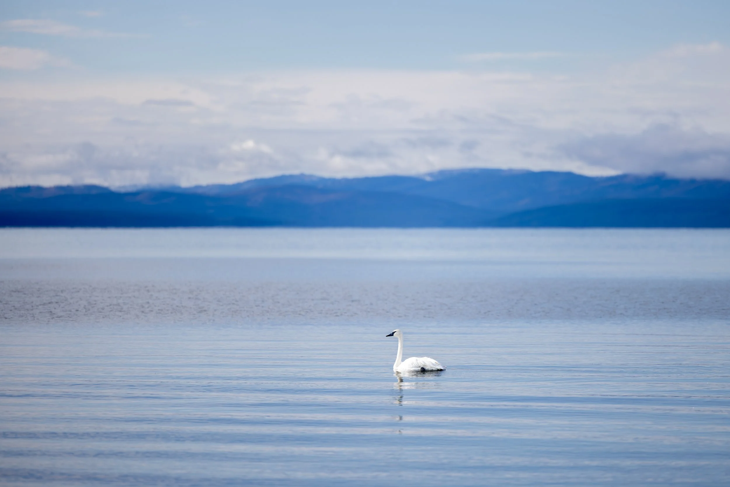 A white swan gliding on calm water with distant mountains and a cloudy sky in the background.