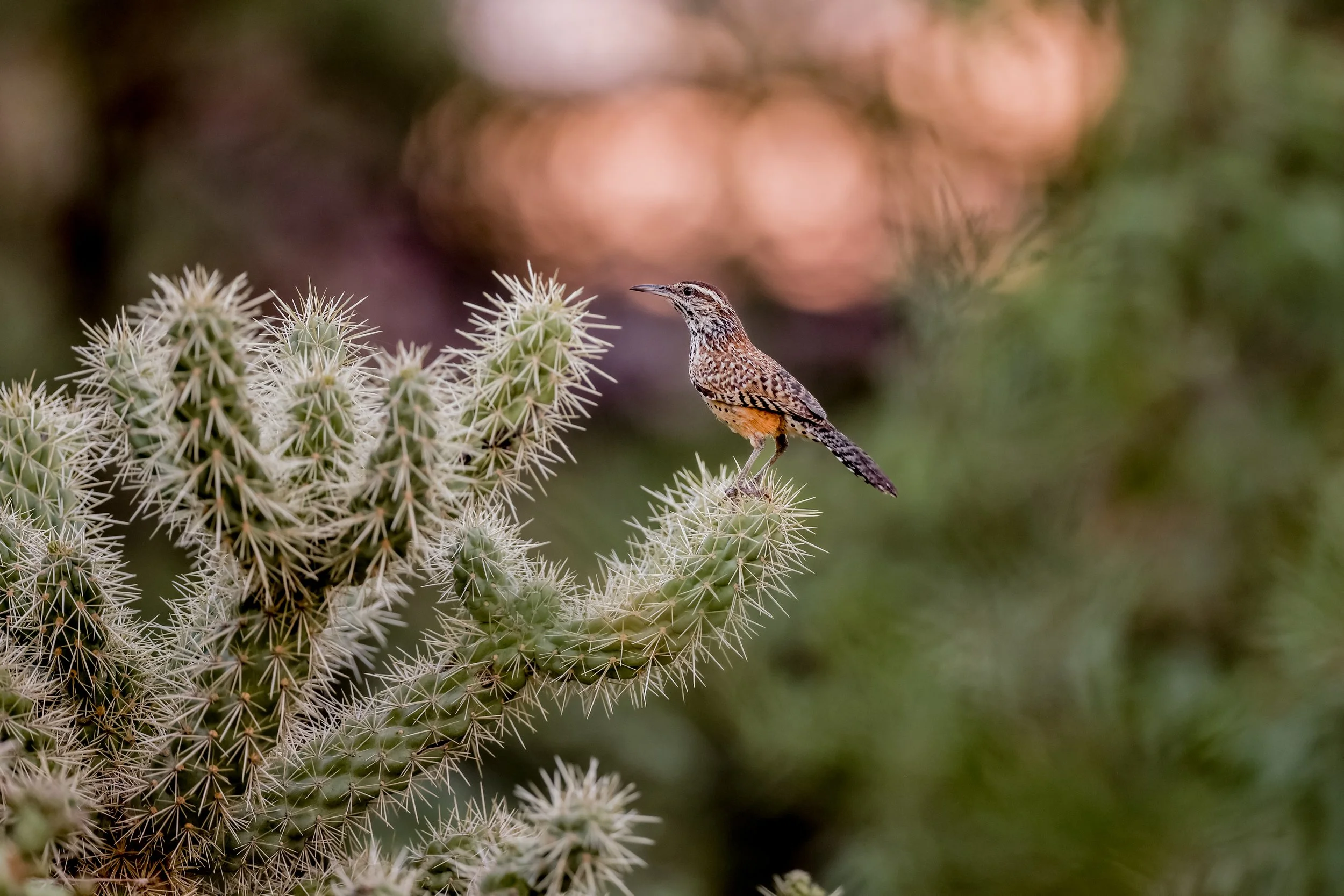 A small bird with intricate brown, black, and orange feathers perched on a spiky cactus plant with blurred green and pink background.
