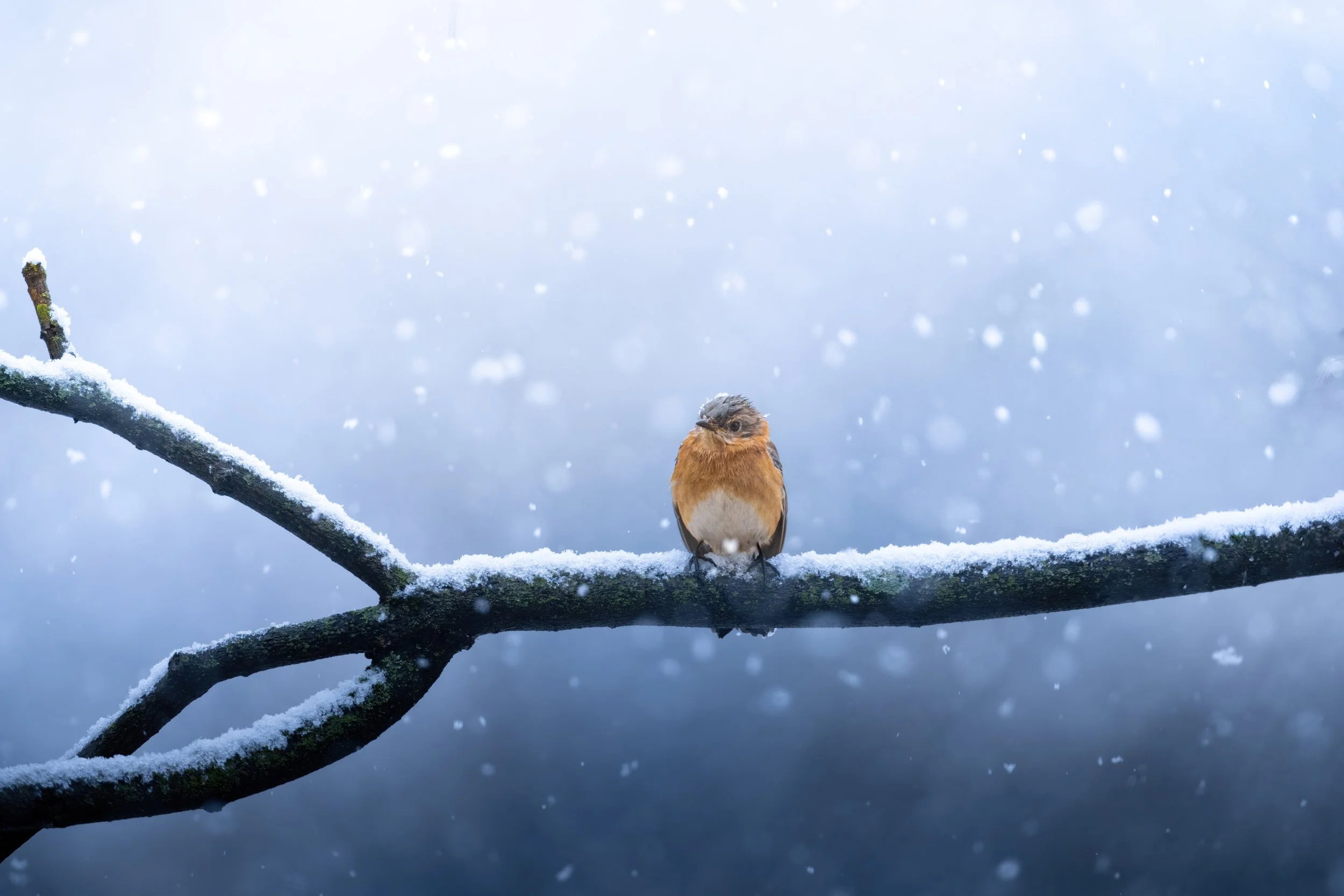A small bird with brown and gray feathers perched on a snow-covered branch in a snowy, winter landscape with falling snow.