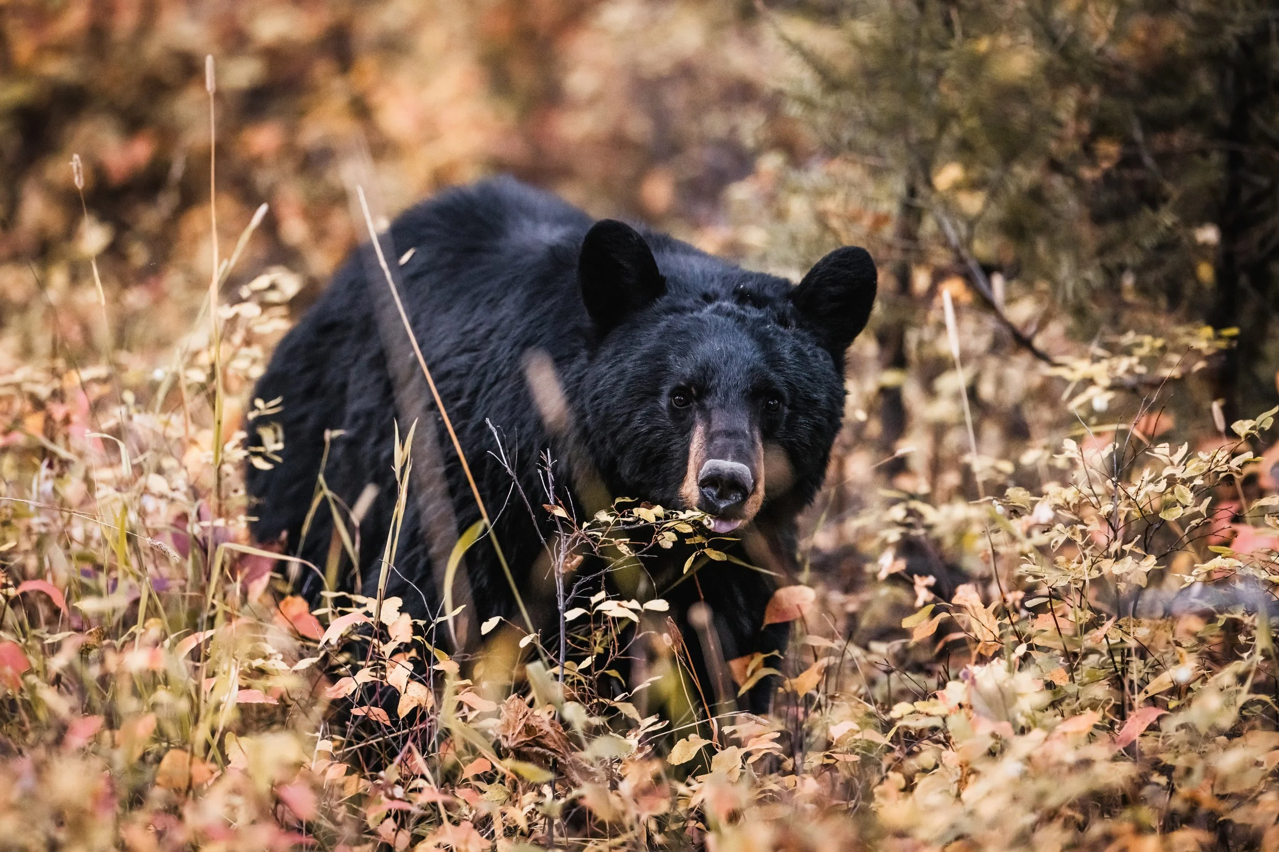 A black bear walking through a forest with yellow and orange autumn leaves