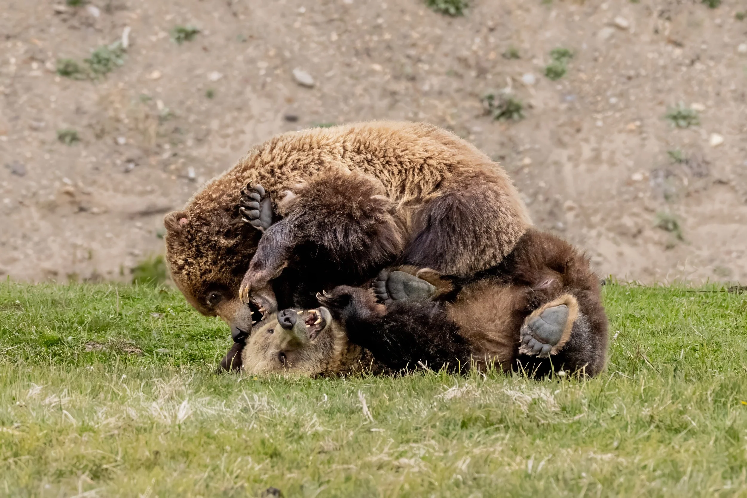 Two marten animals fighting on a grassy field with a dirt background.