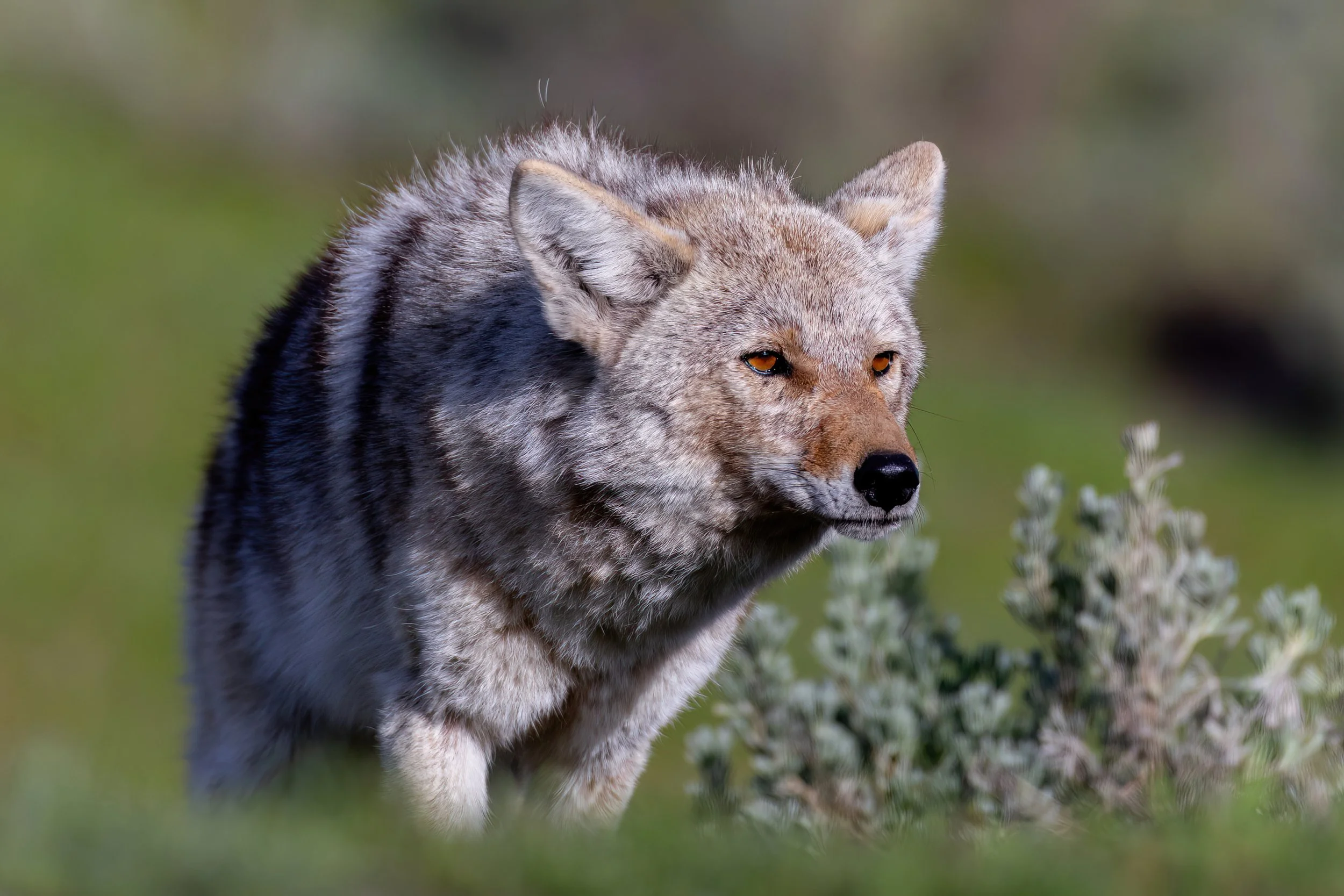 A close-up of a wolf walking through a grassy field with small white flowers, with green blurred background.