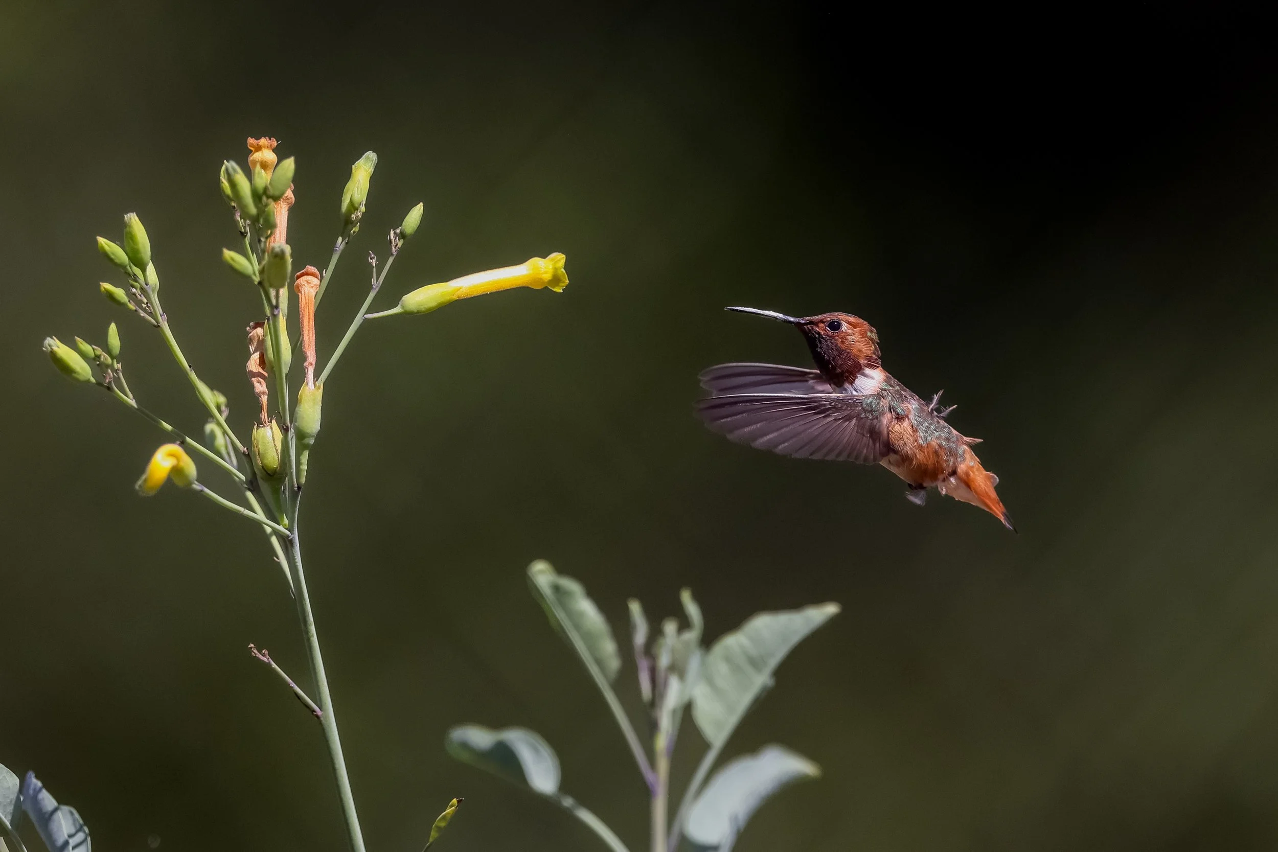 A hummingbird with reddish-brown feathers hovering near a yellow flower on a green plant against a dark background.