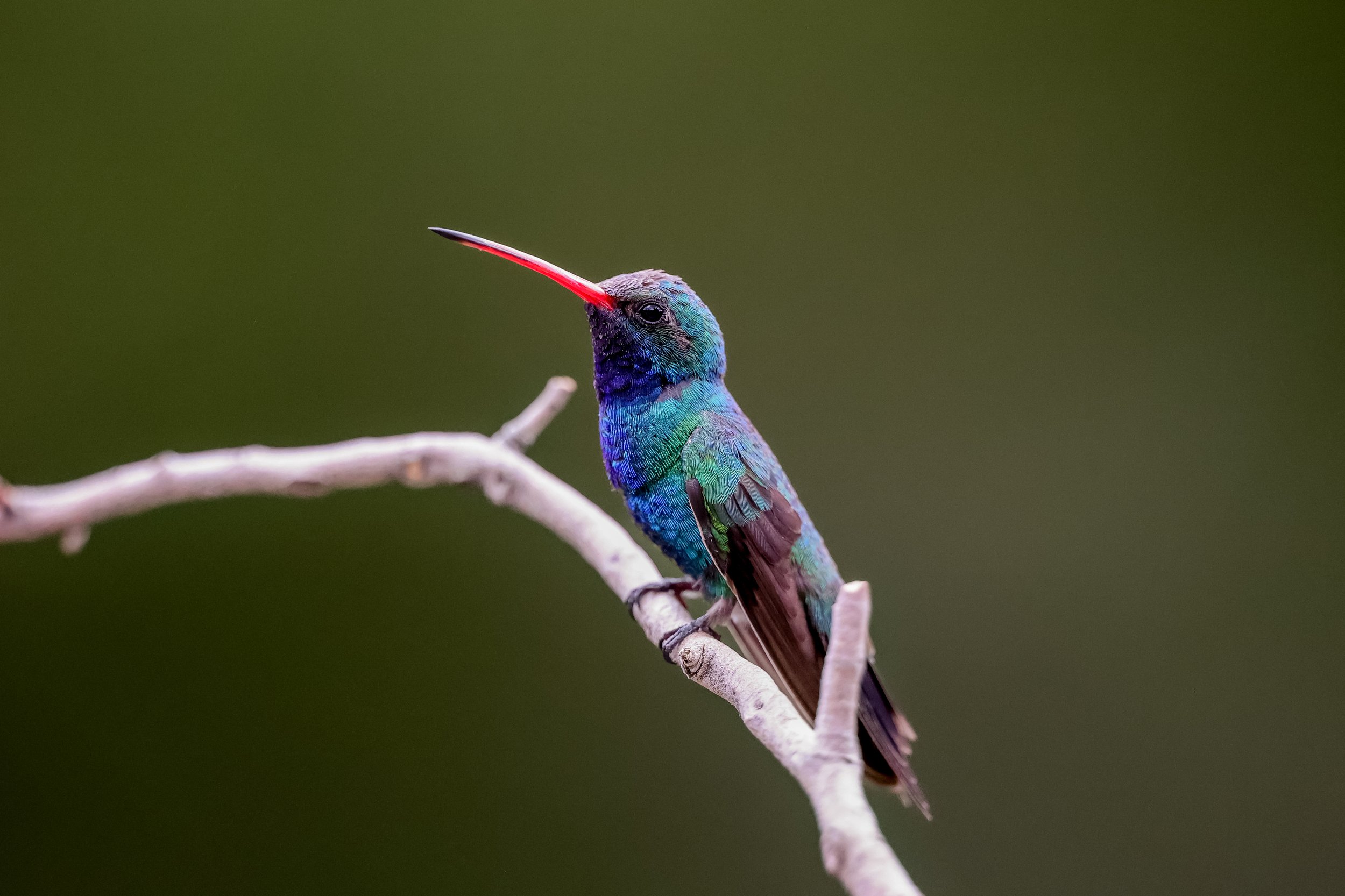 A colorful hummingbird perched on a thin branch against a blurred green background.