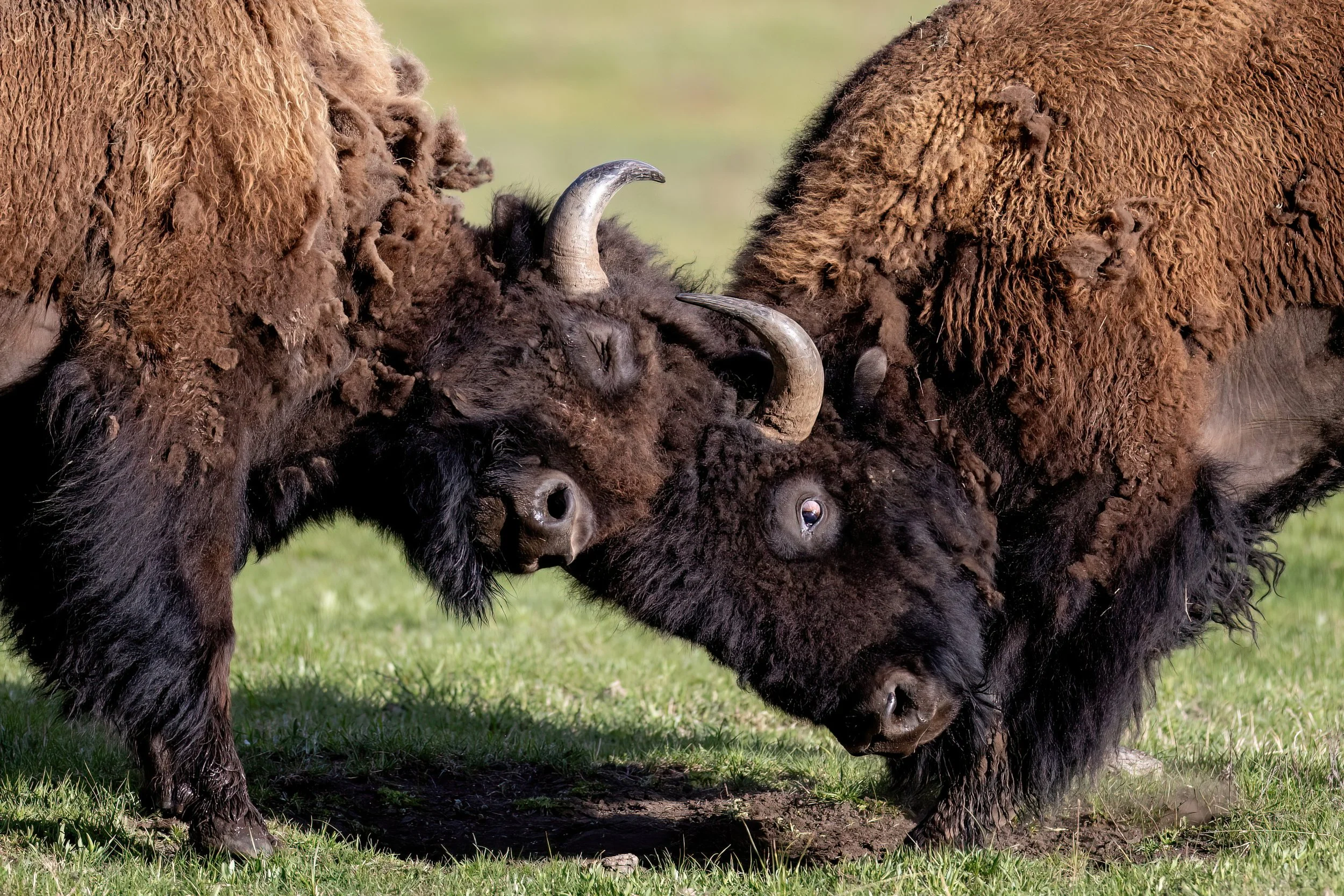 Two bison face each other, showing their heads and horns, on a grassy field.
