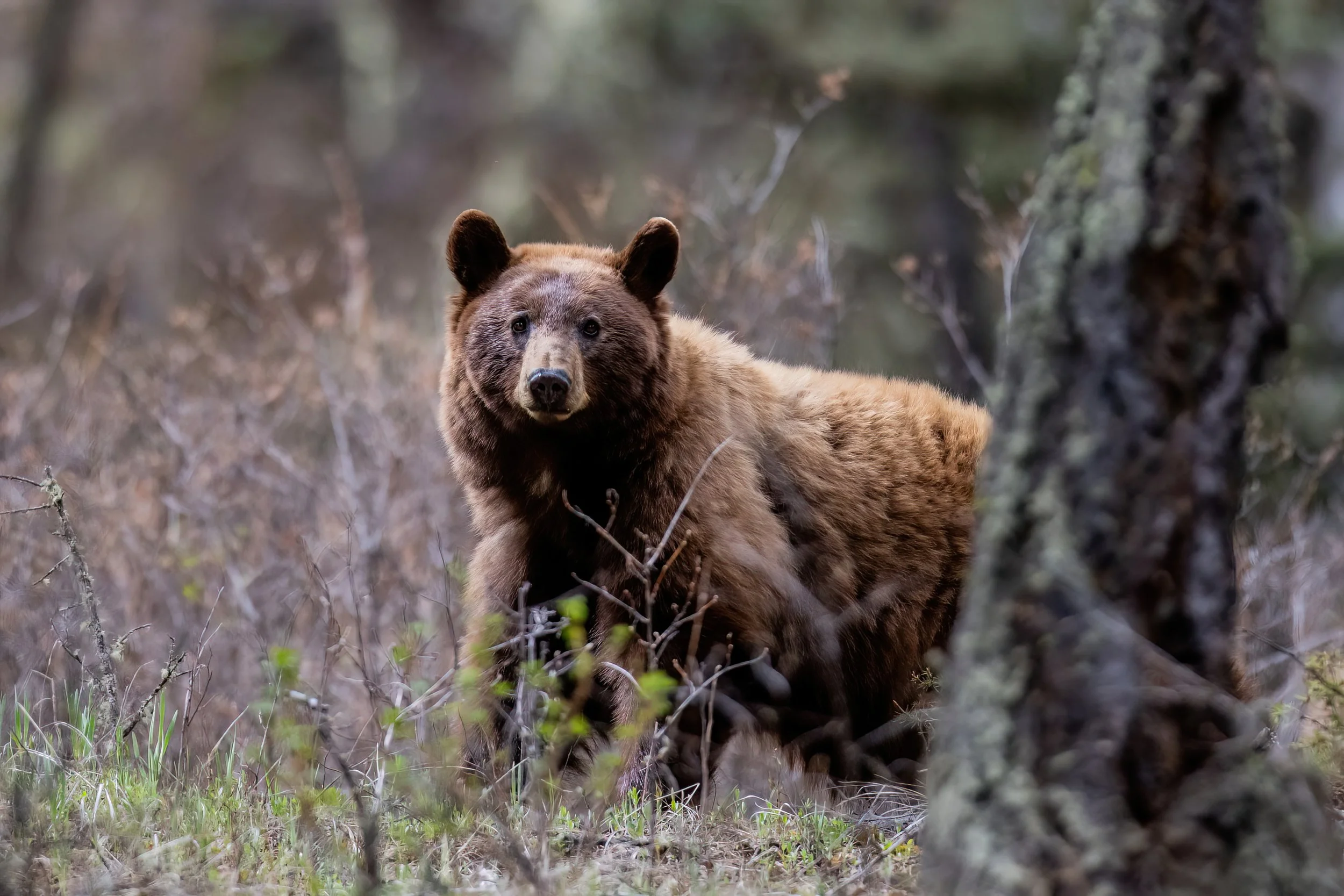 A brown bear in a forested area with trees and underbrush.