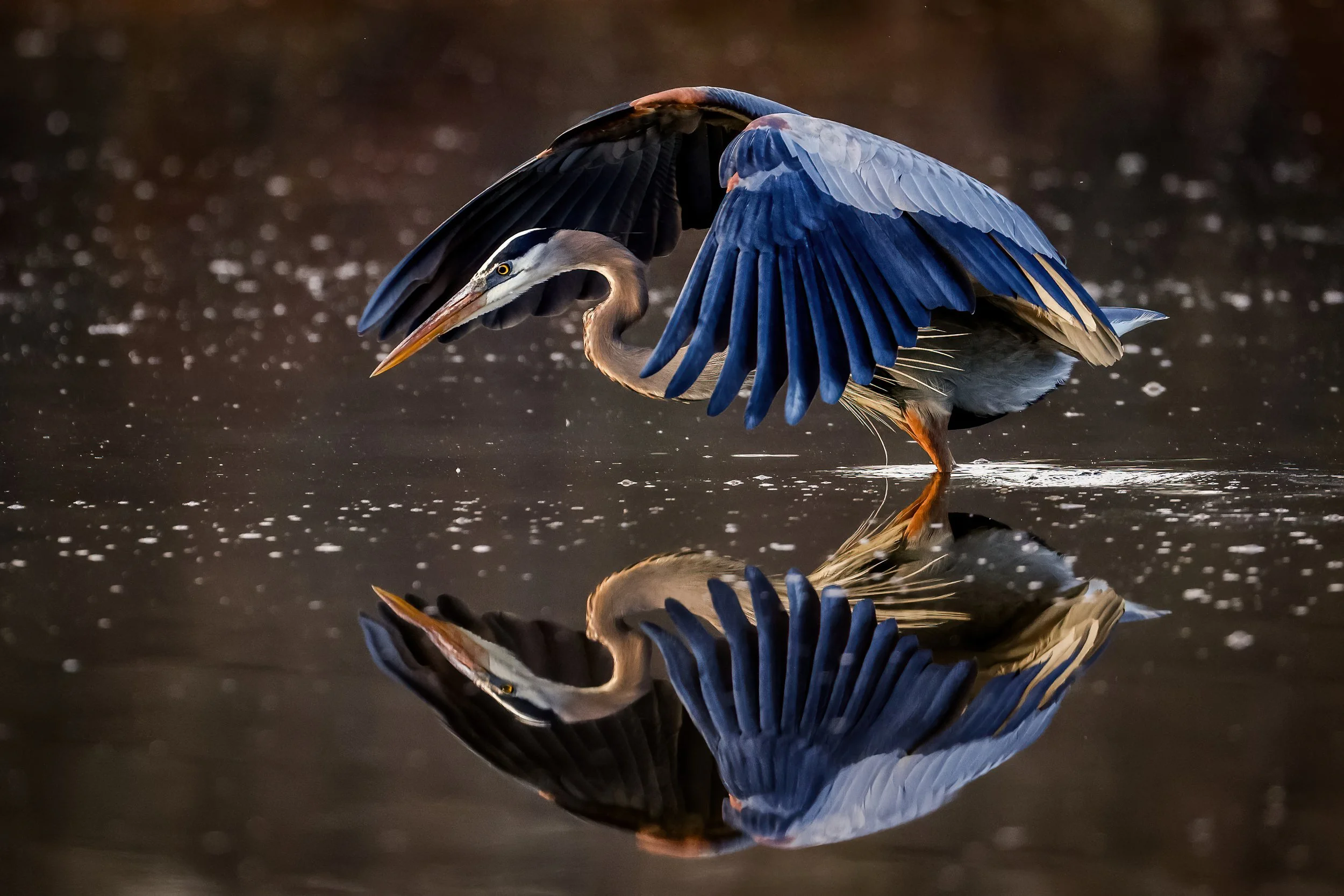 A heron standing in water with wings partially extended, creating a reflection on the water's surface.