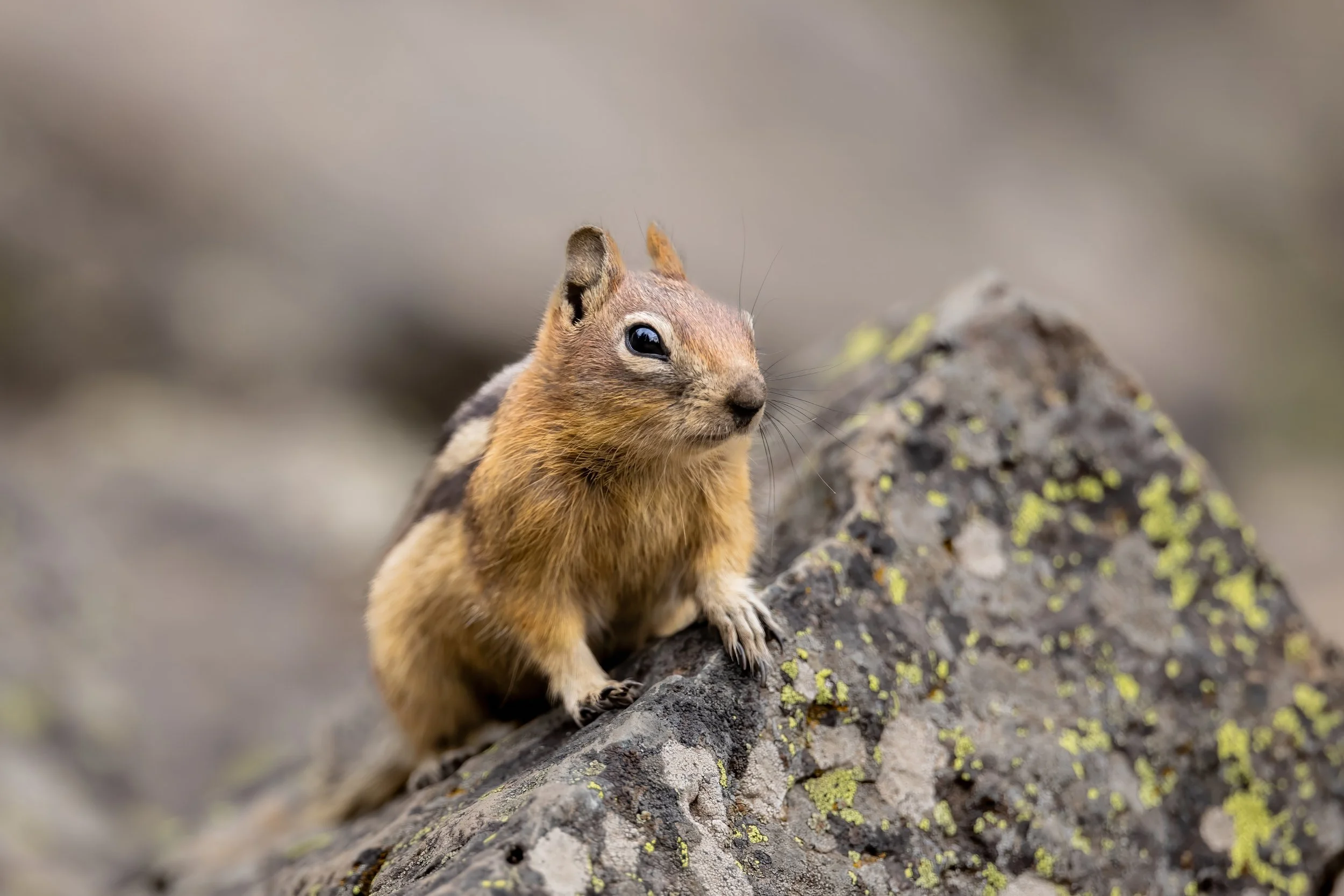 A small animal, possibly a pika or rodent, sitting on a rocky surface with green moss or lichen, with a blurred neutral background.