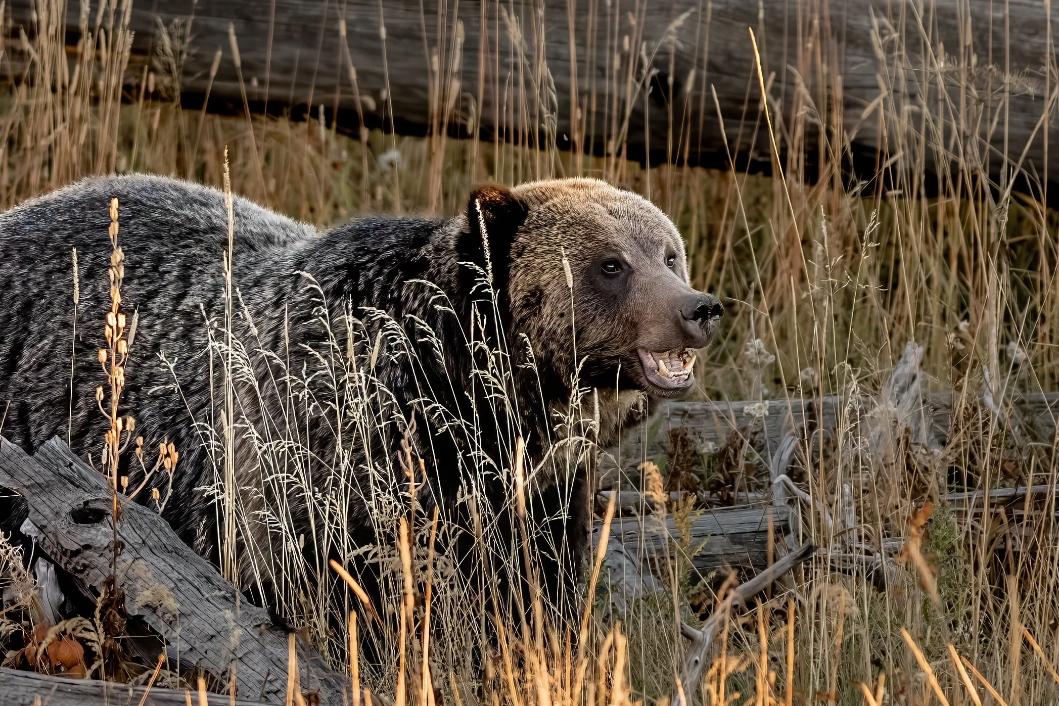 A young bear in a grassy wetland area with tall reeds and fallen logs.