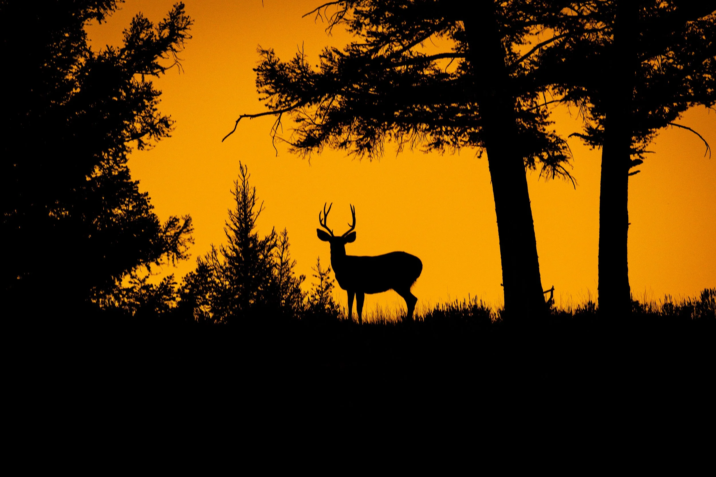 Silhouette of a deer with antlers standing among trees at sunset with an orange sky.