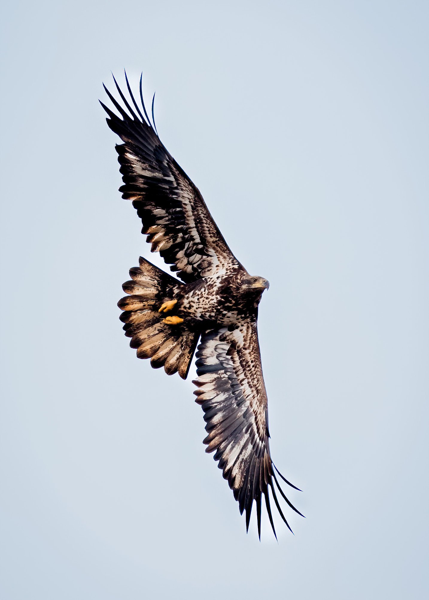 A bird of prey, likely a hawk or eagle, soaring with wings spread wide against a clear blue sky.