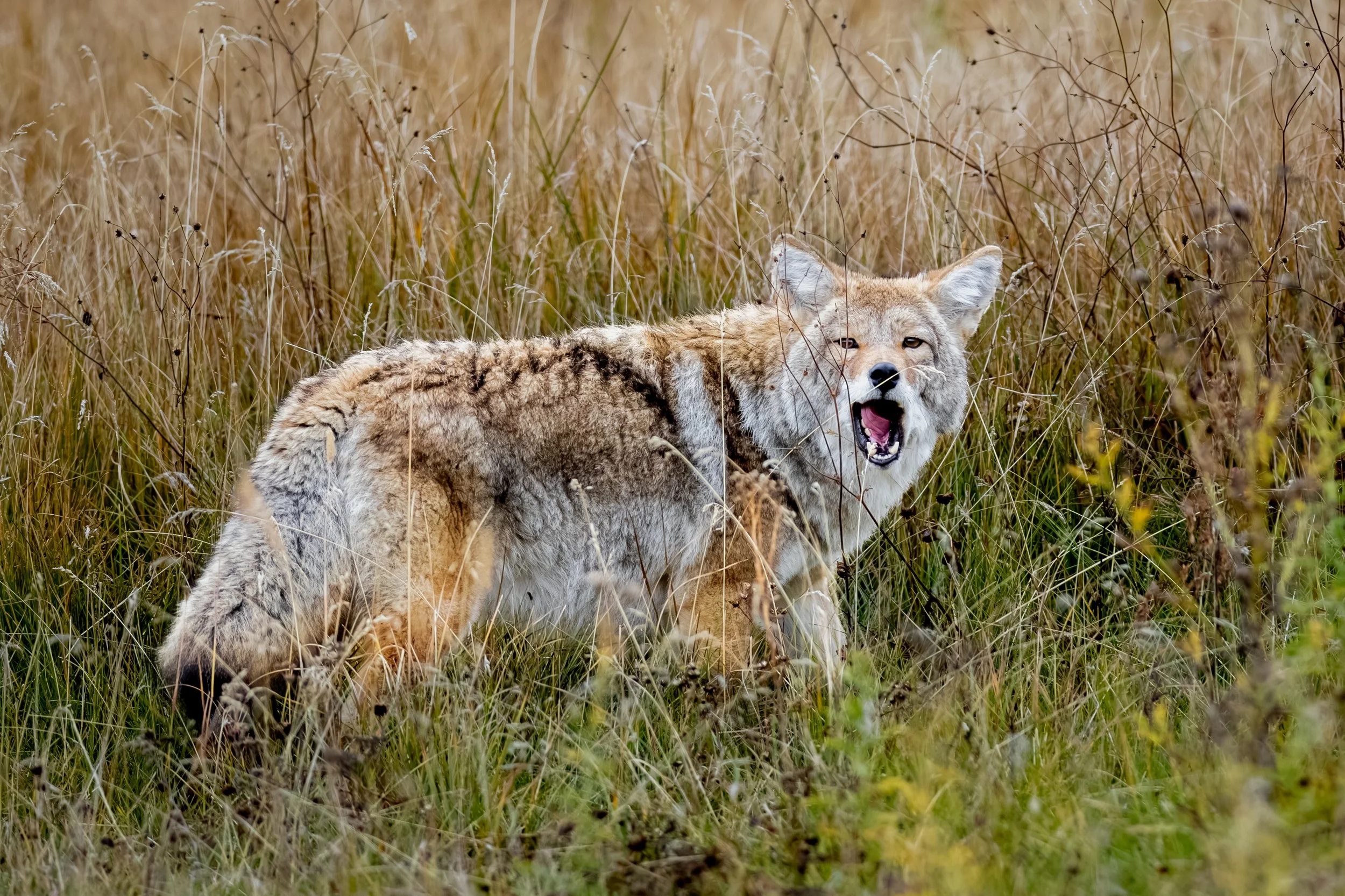 A wolf pup yawning in tall grass in a natural outdoor setting.