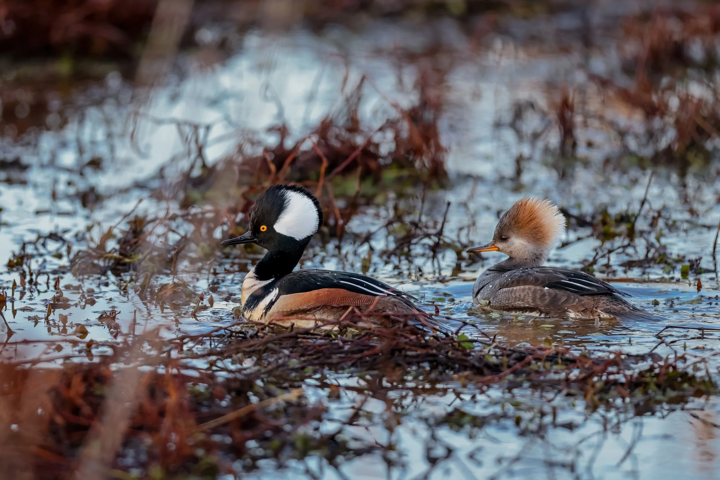 Two ducks swimming in a water body surrounded by submerged vegetation and branches, with reflections of the sky and trees on the water surface.