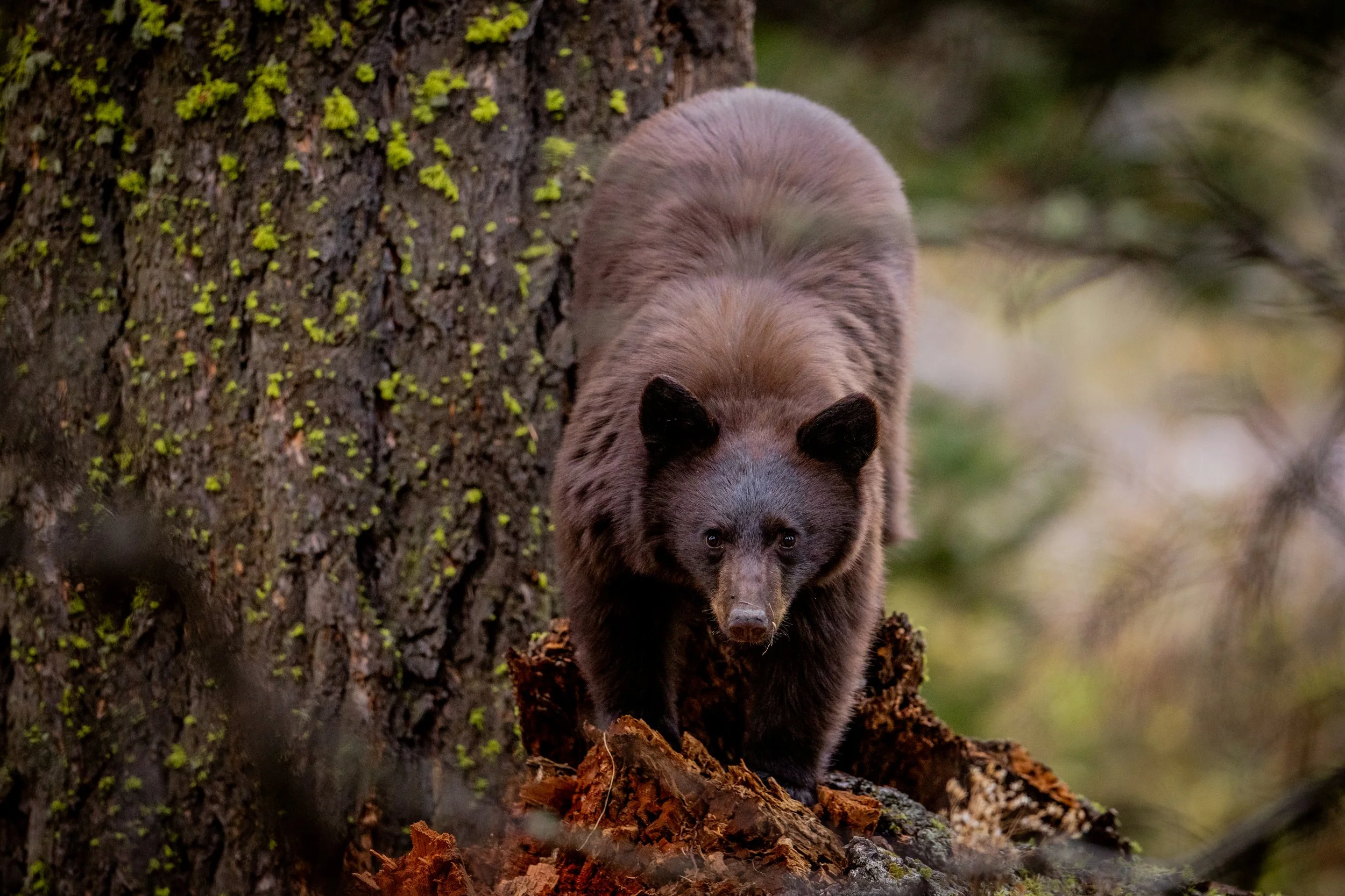 A bear walking on a tree branch with moss-covered bark in a forest.