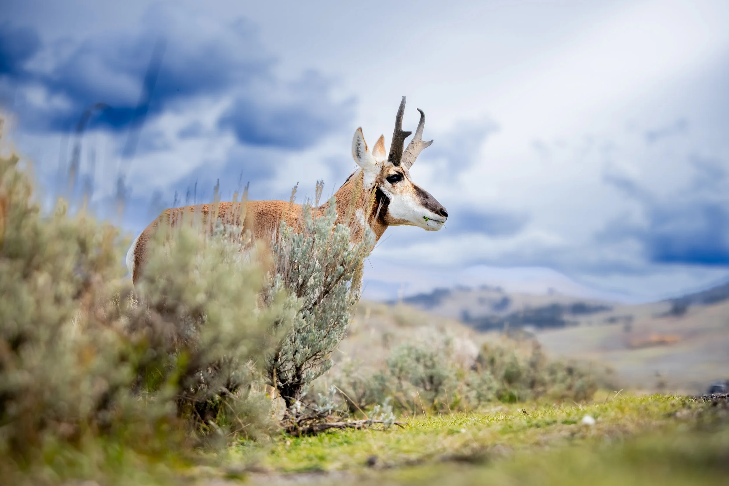 A pronghorn antelope standing in a grassy, shrub-filled landscape with a cloudy sky above.